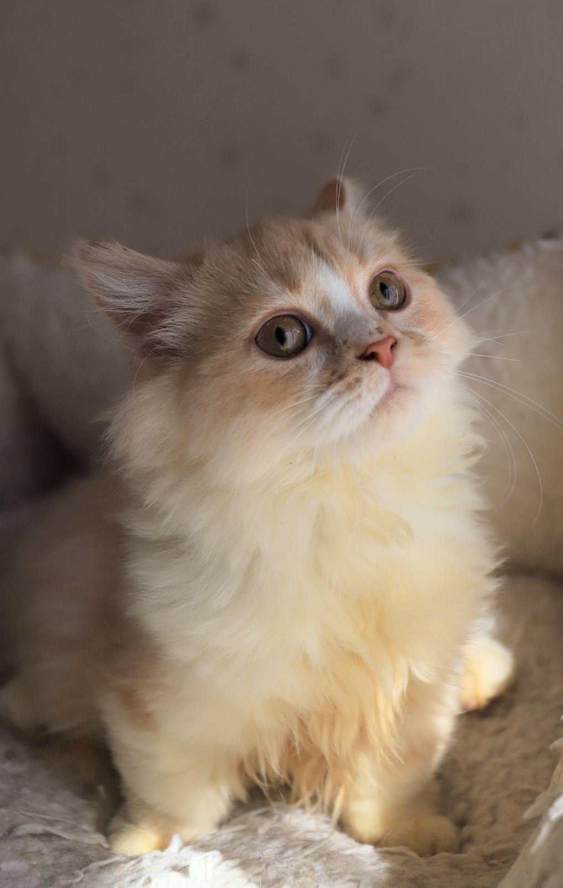 pet-image-4