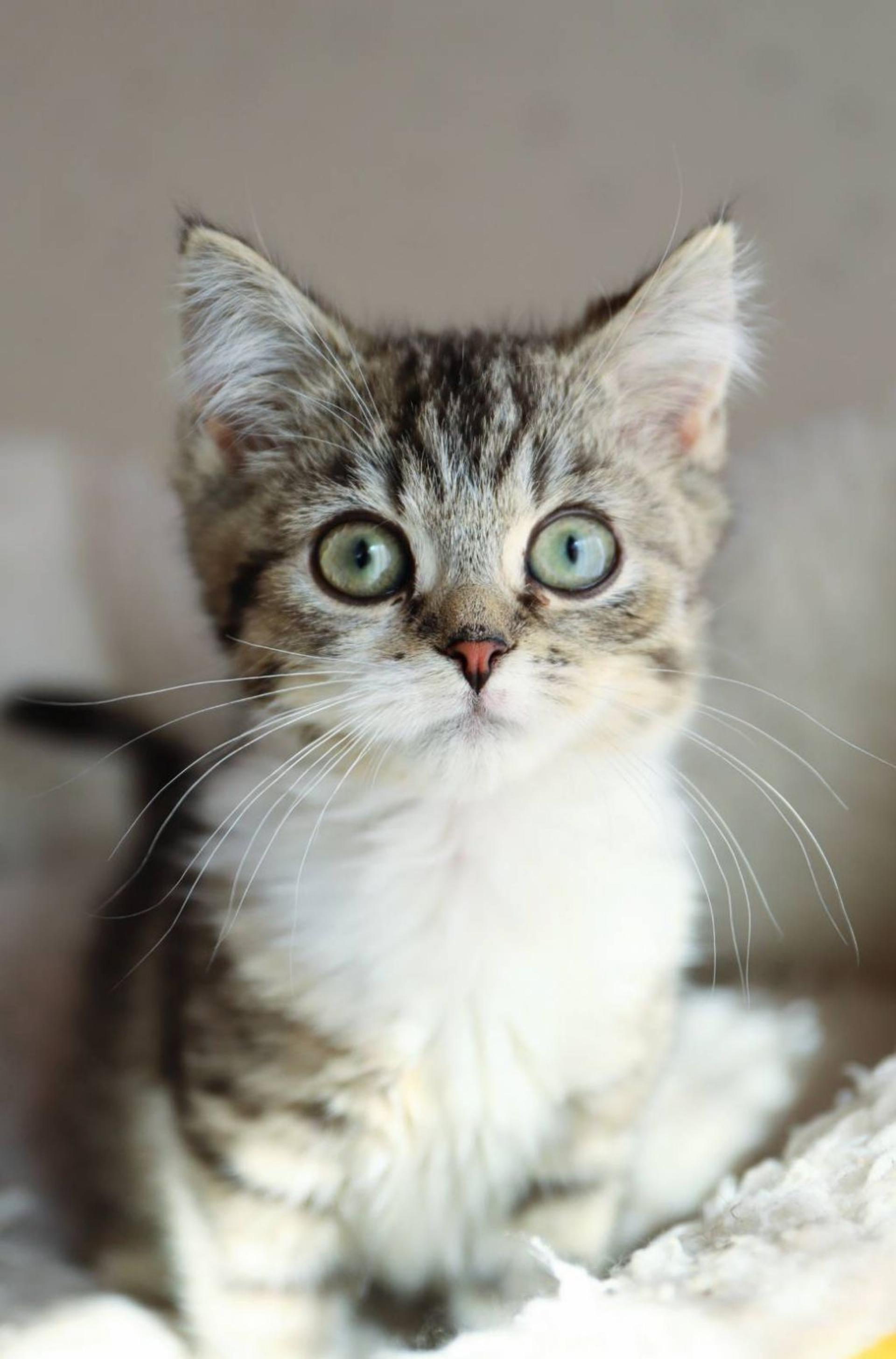 pet-image-4