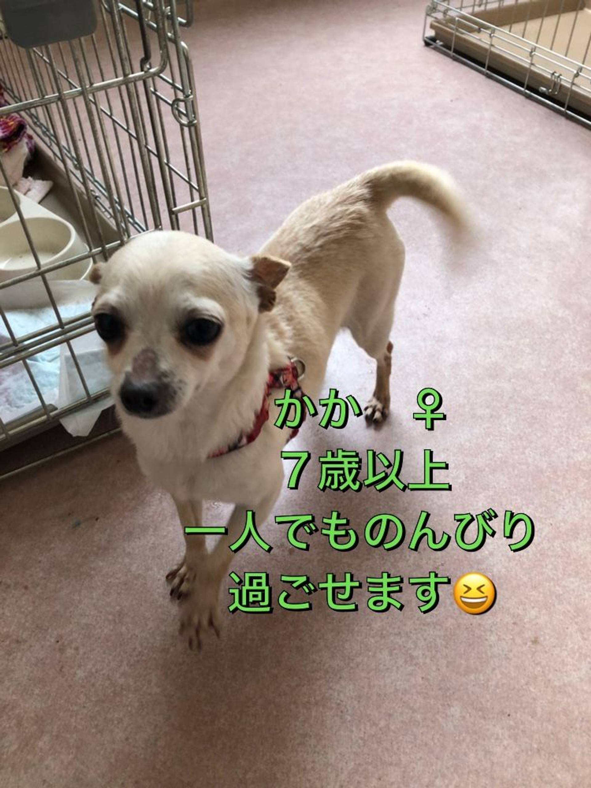 チワワ・メスの里親募集の写真