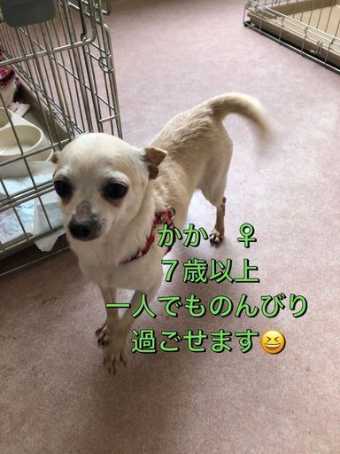 カカの写真