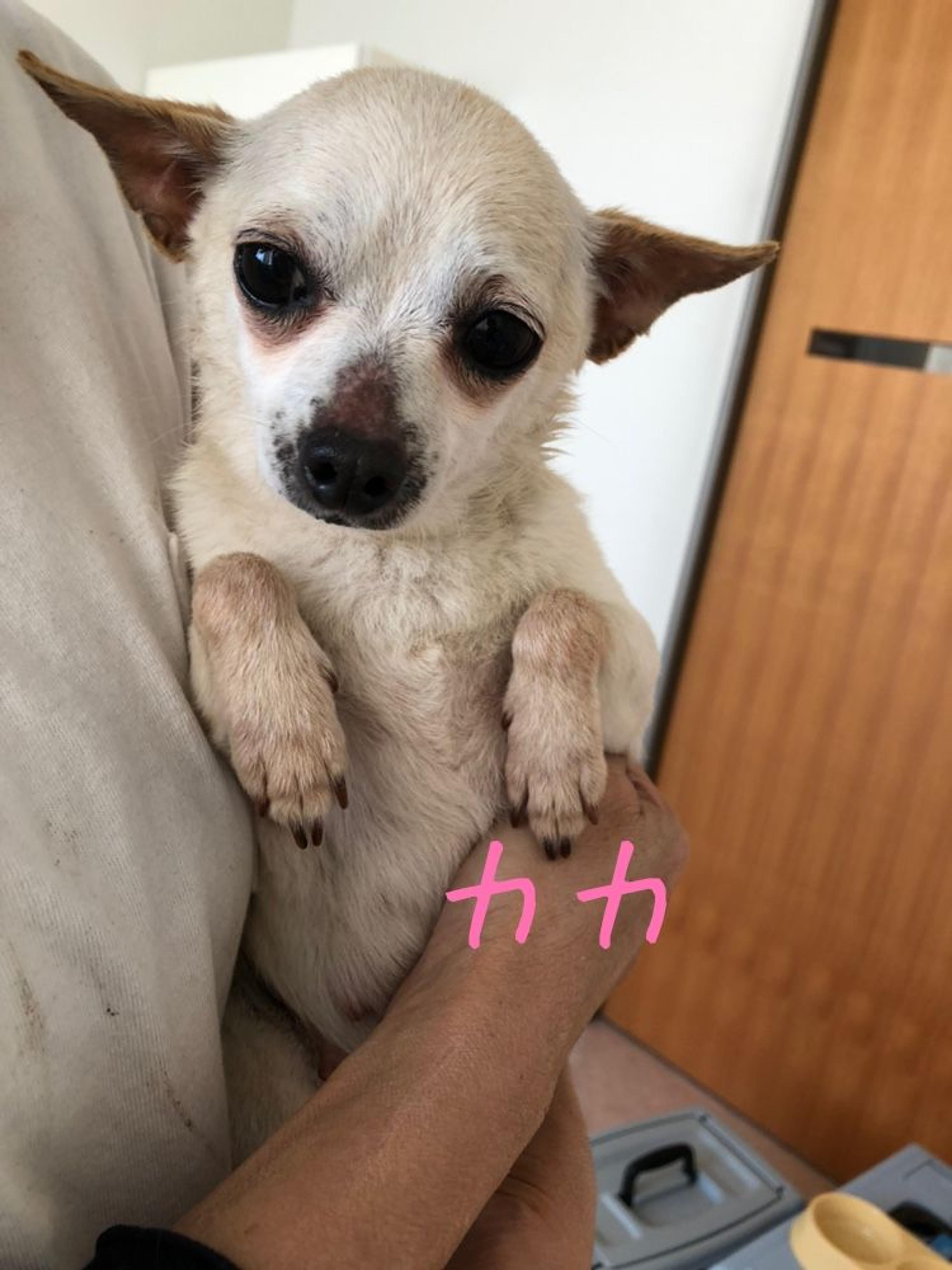 pet-image-2