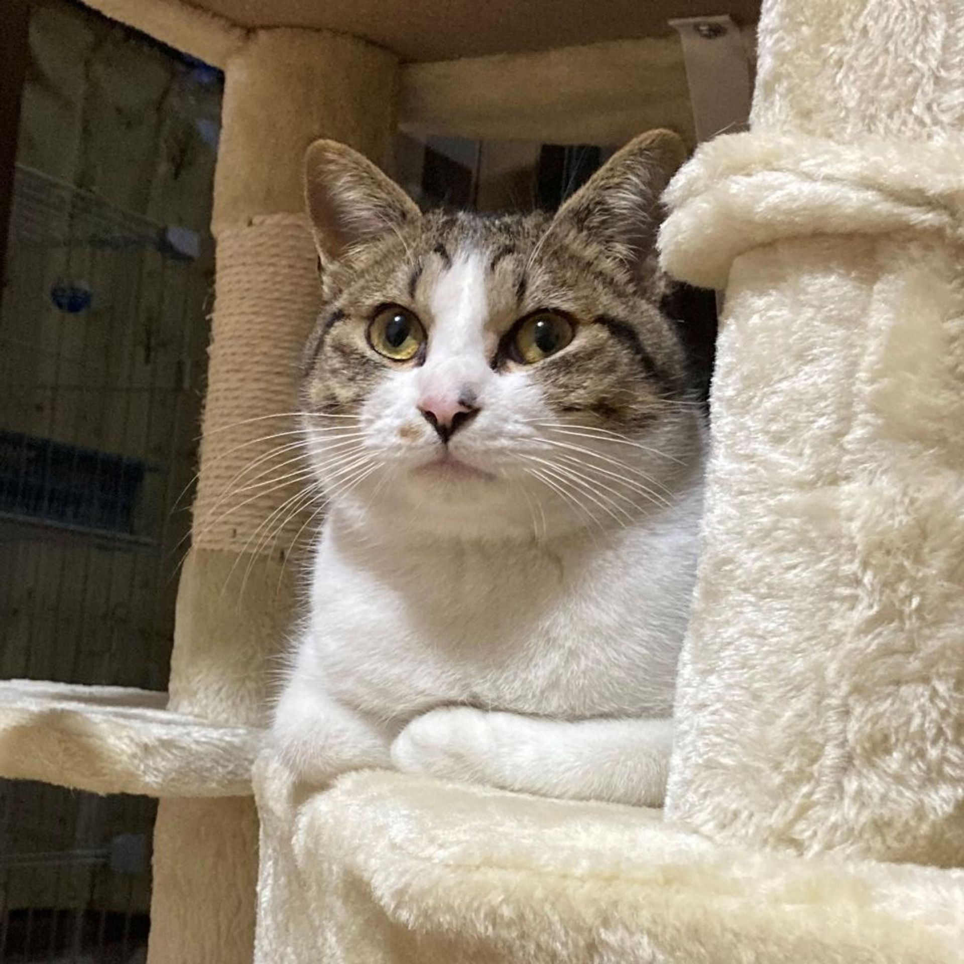 雑種（ミックス猫）・オスの里親募集の写真