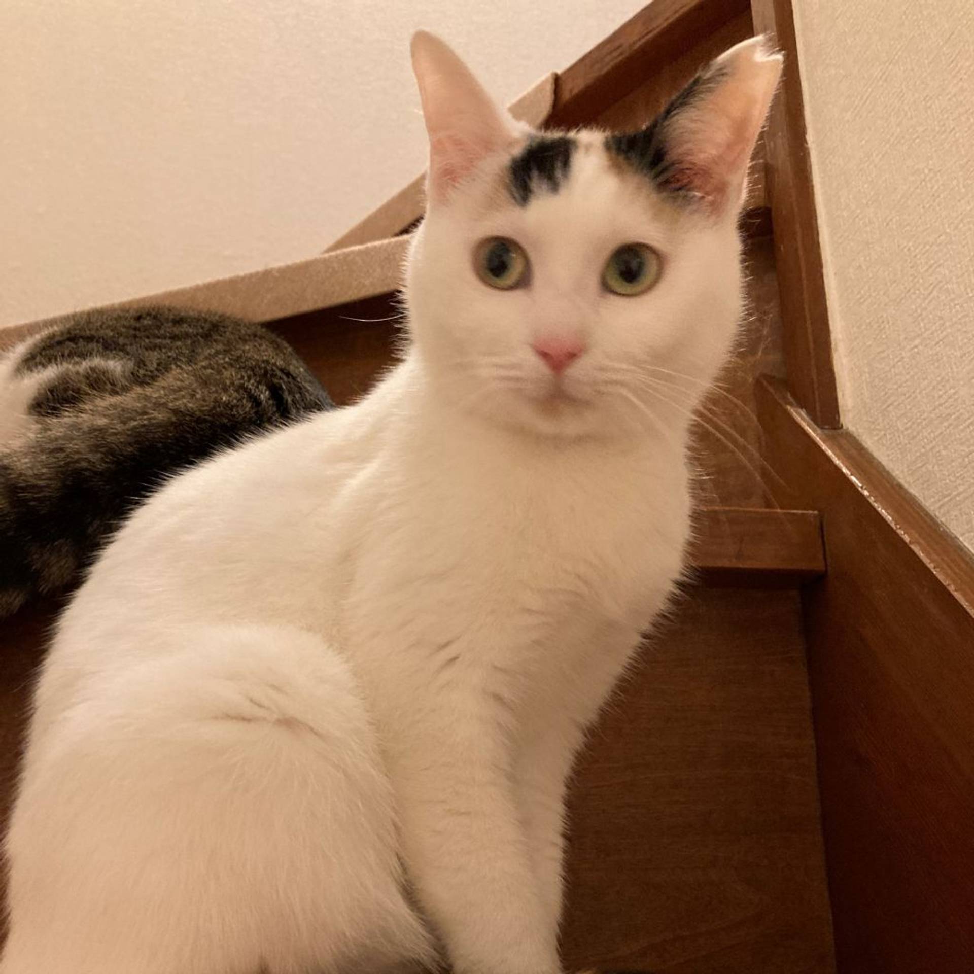 雑種（ミックス猫）・メスの里親募集の写真