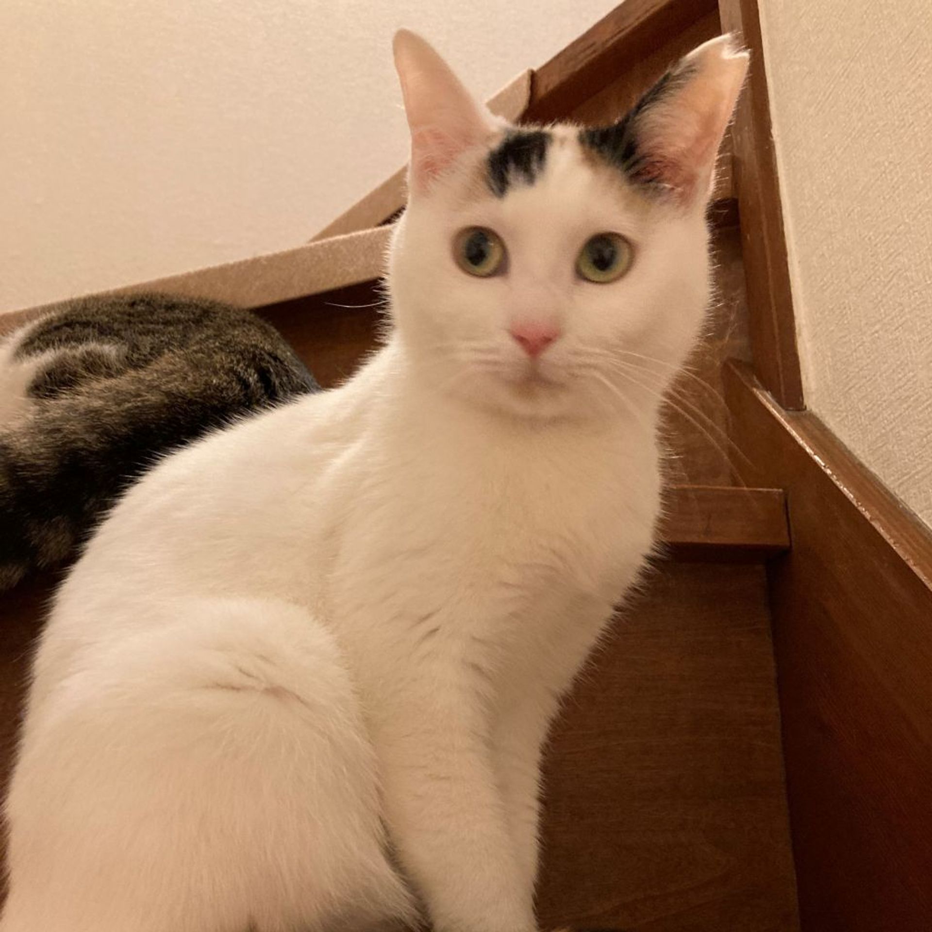 雑種（ミックス猫）・メスの里親募集の写真