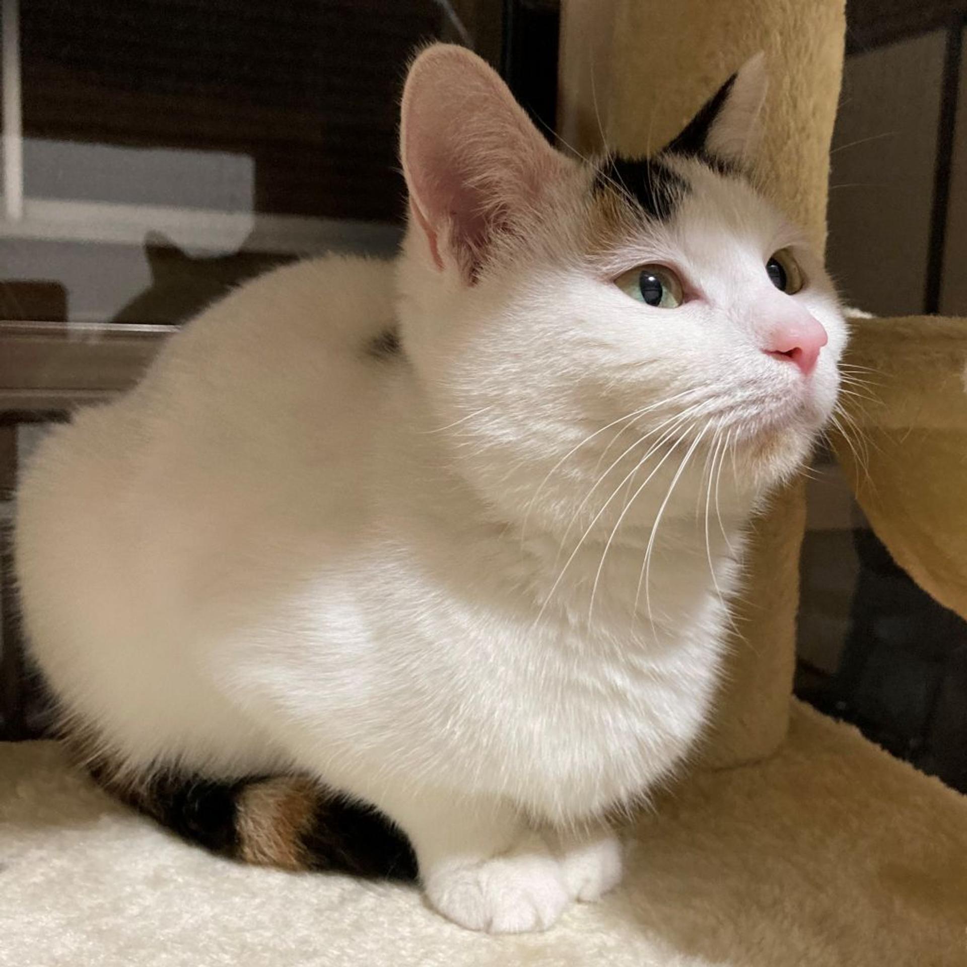 pet-image-3