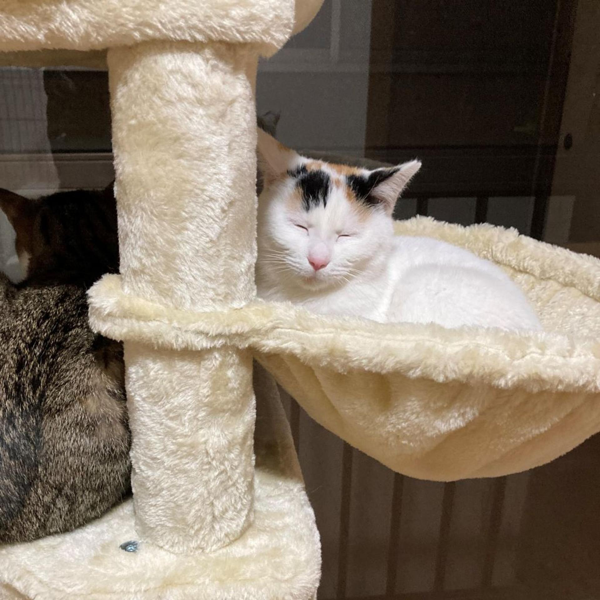 pet-image-4