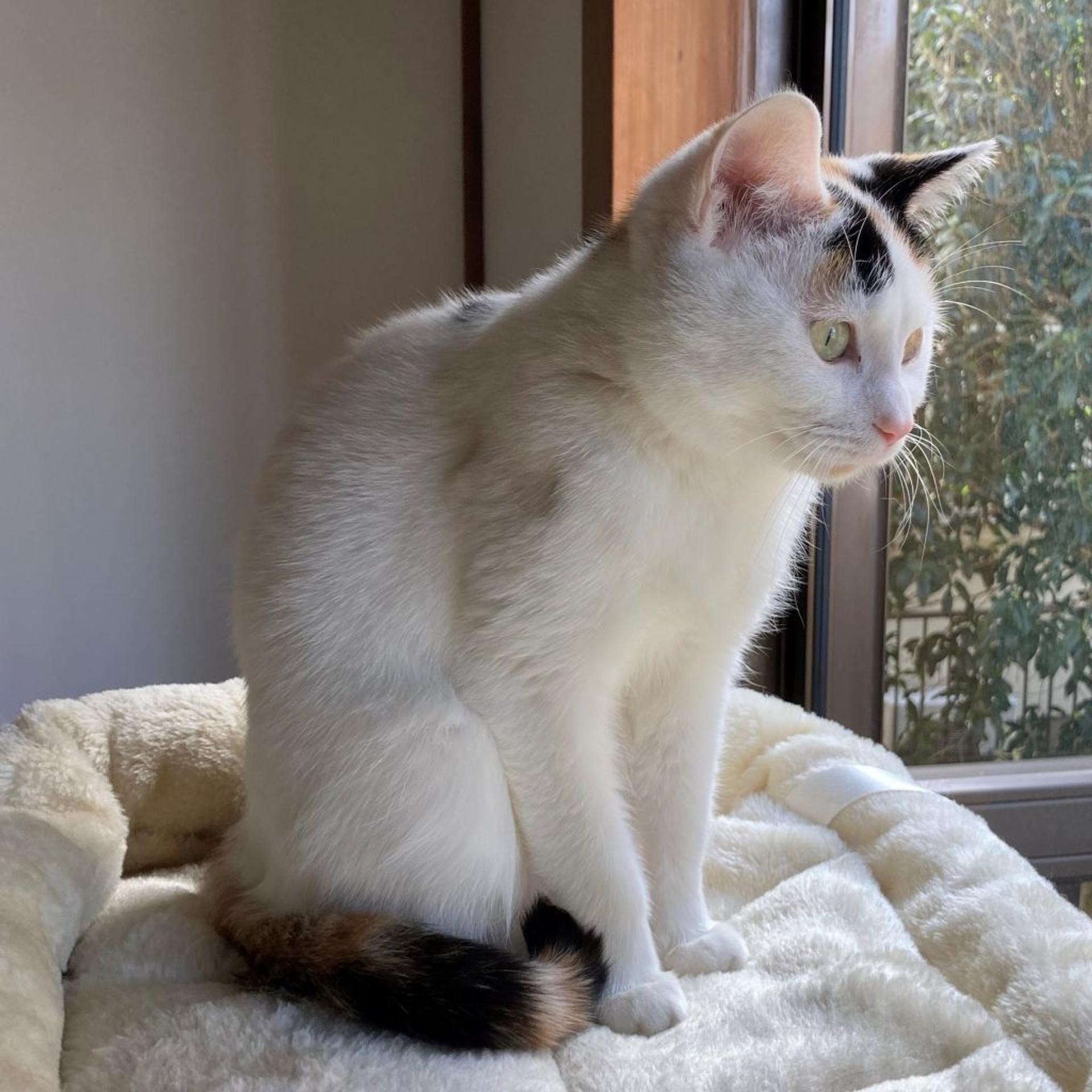 pet-image-6