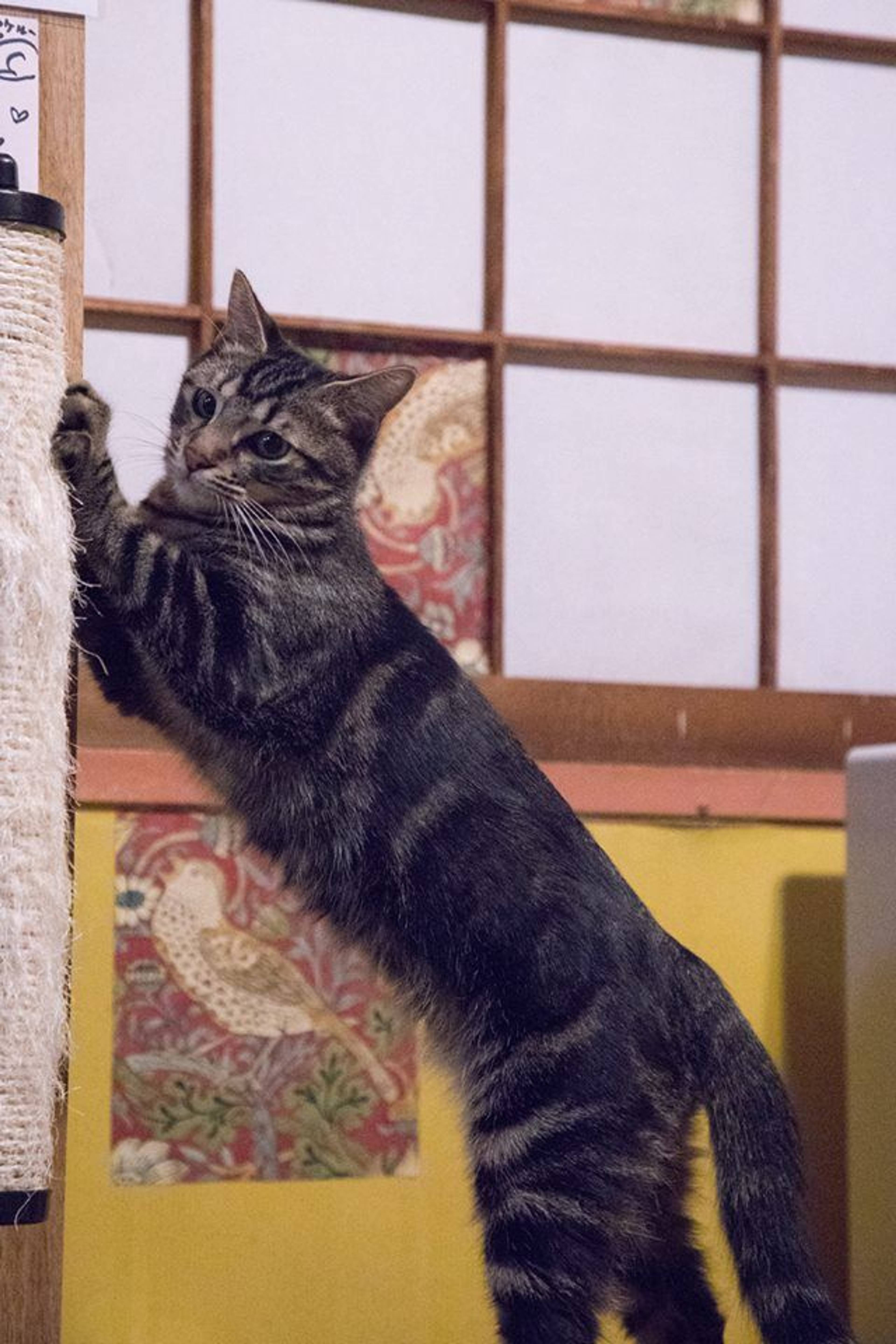 雑種（ミックス猫）・オスの里親募集の写真