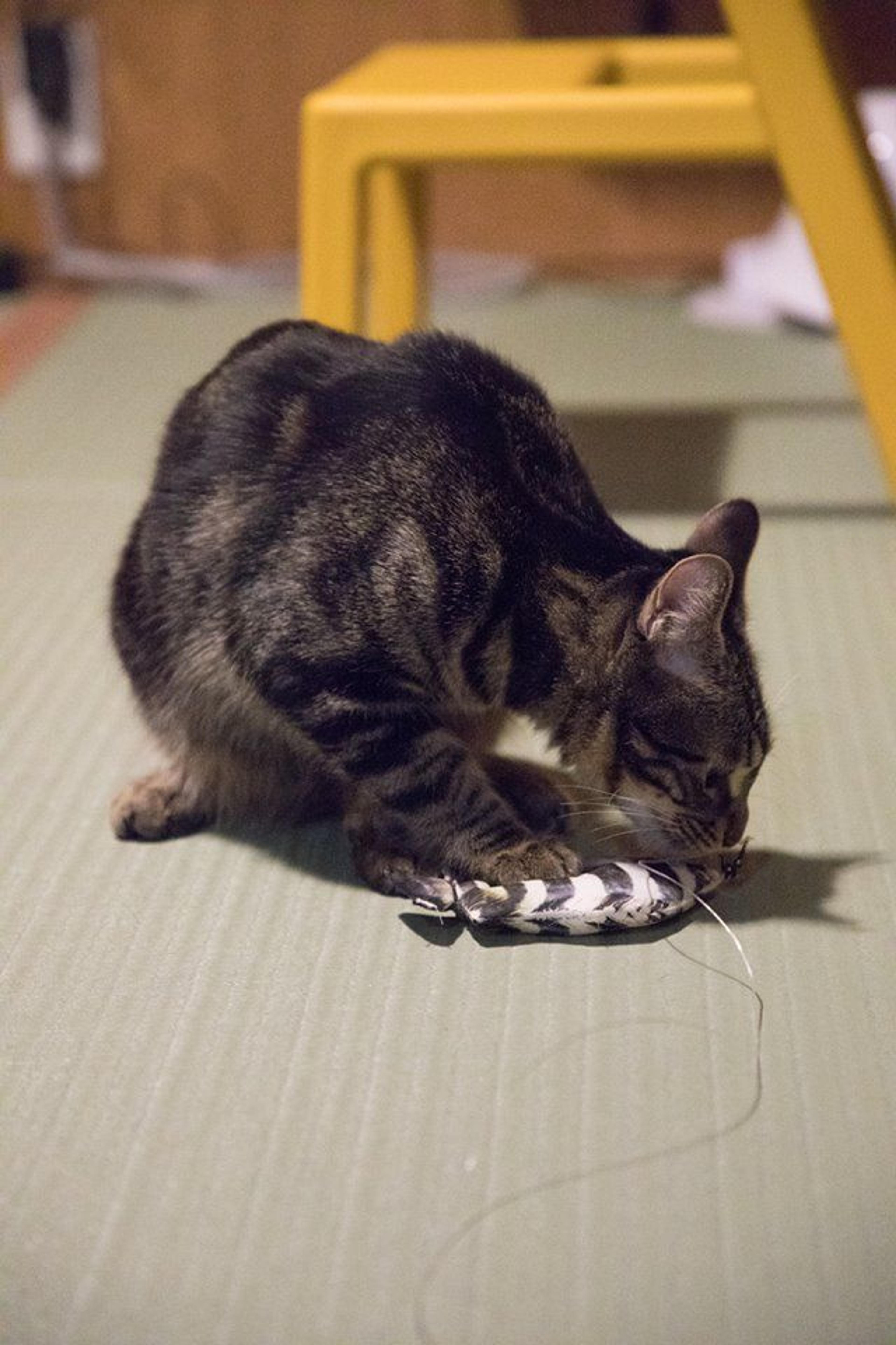 pet-image-3