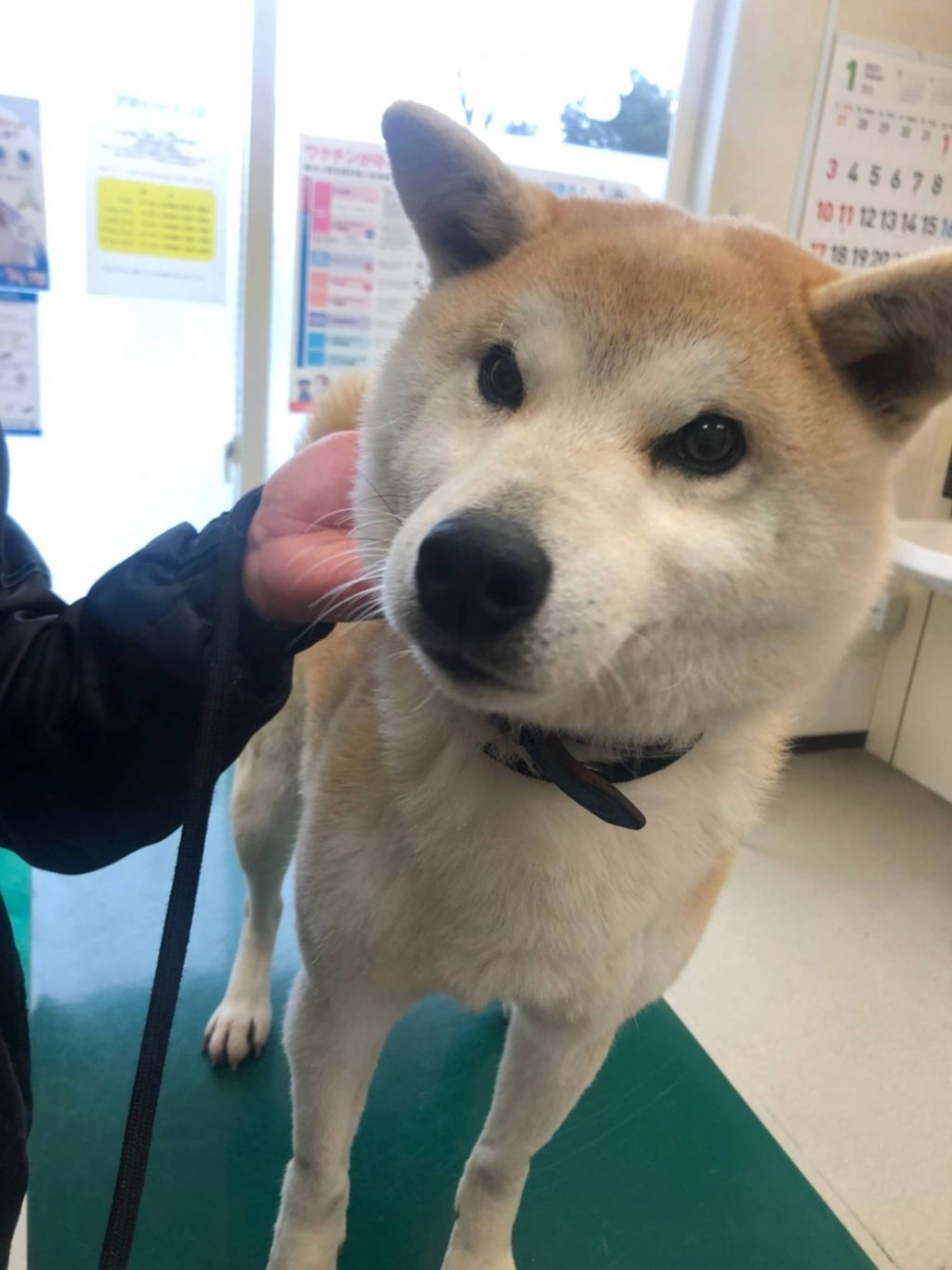 柴犬・オスの里親募集の写真