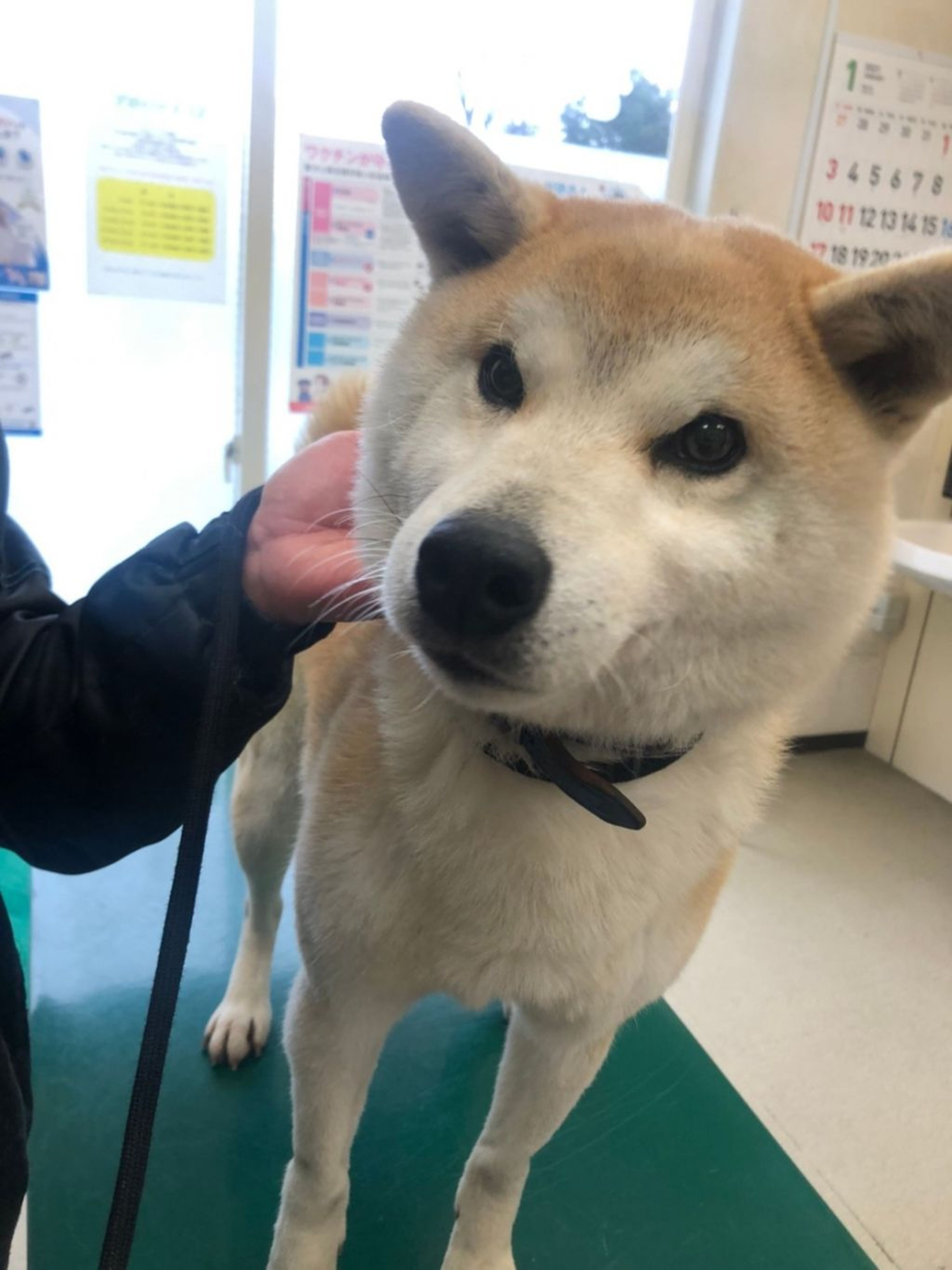 柴犬・オスの里親募集の写真