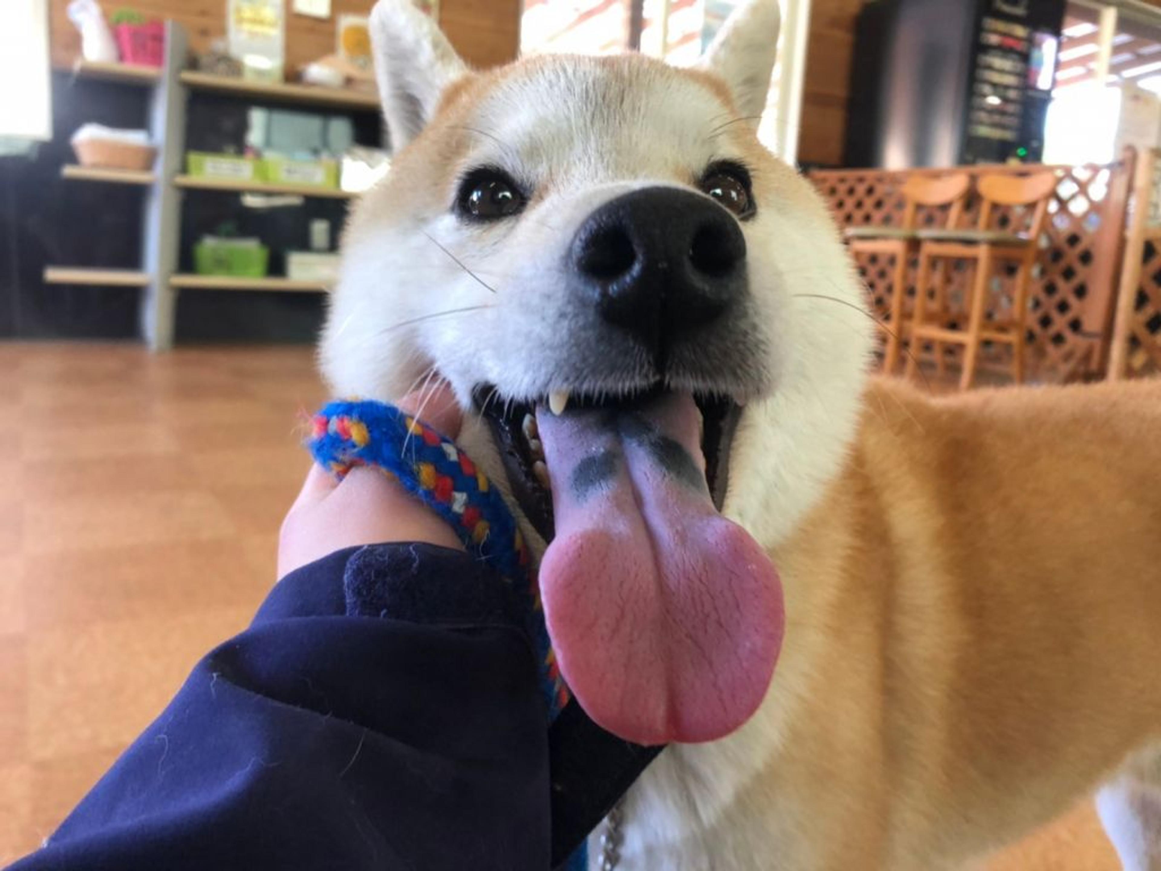 pet-image-3