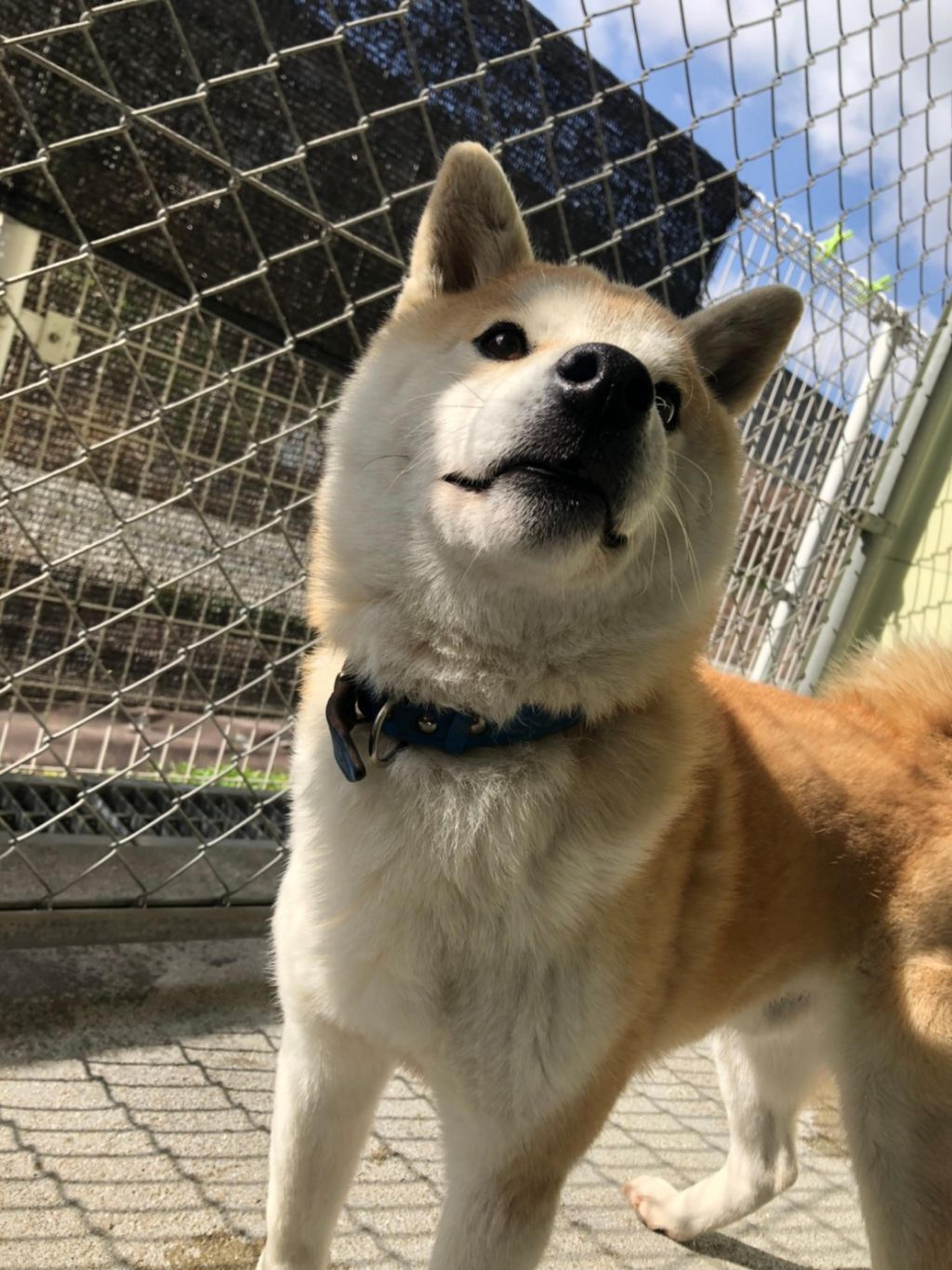 pet-image-5