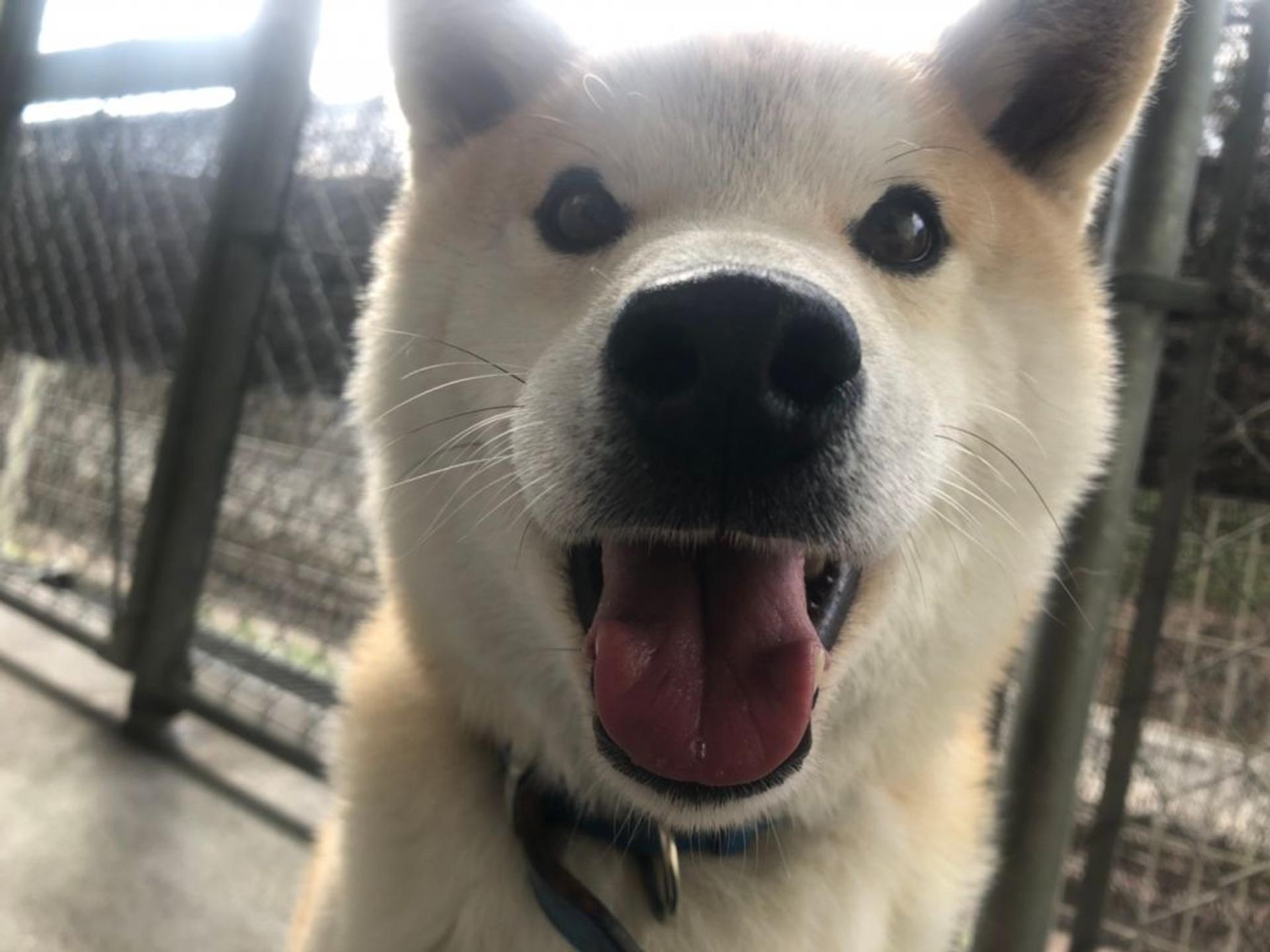 pet-image-7