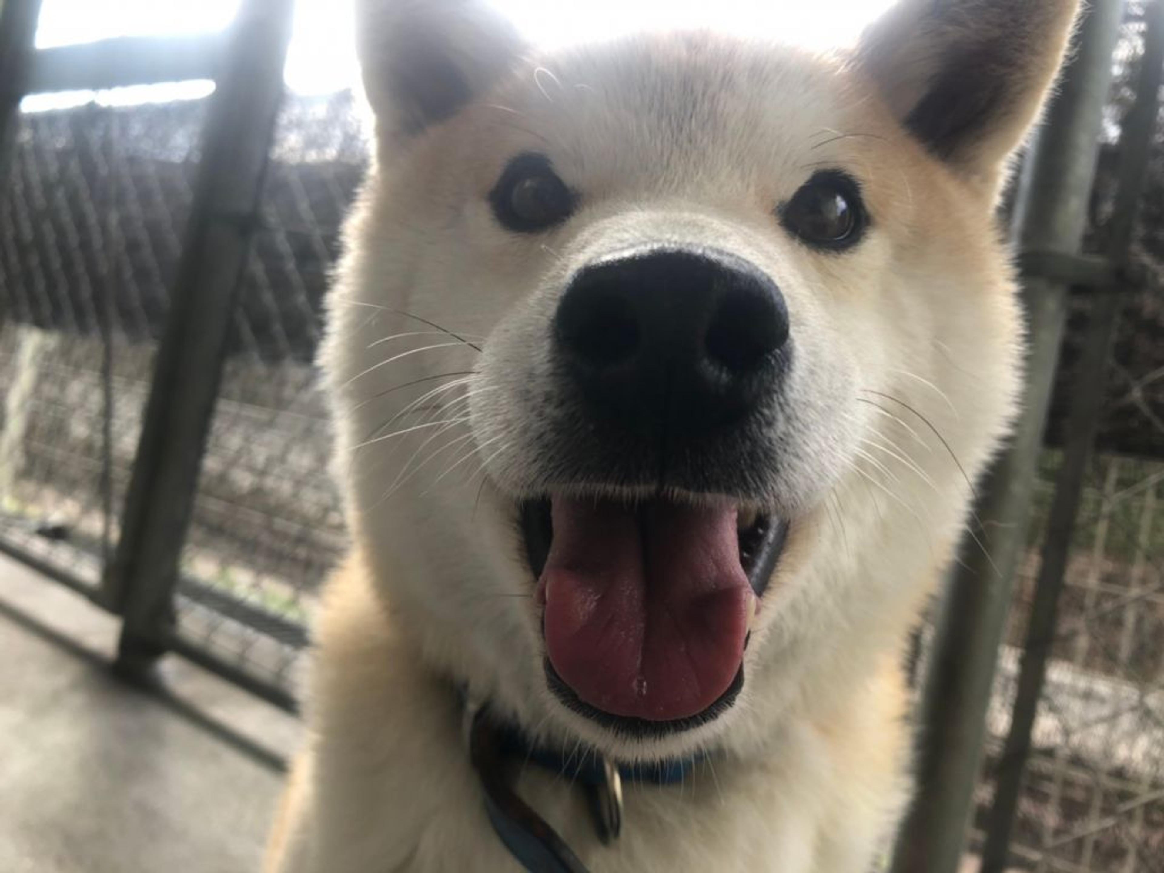pet-image-7