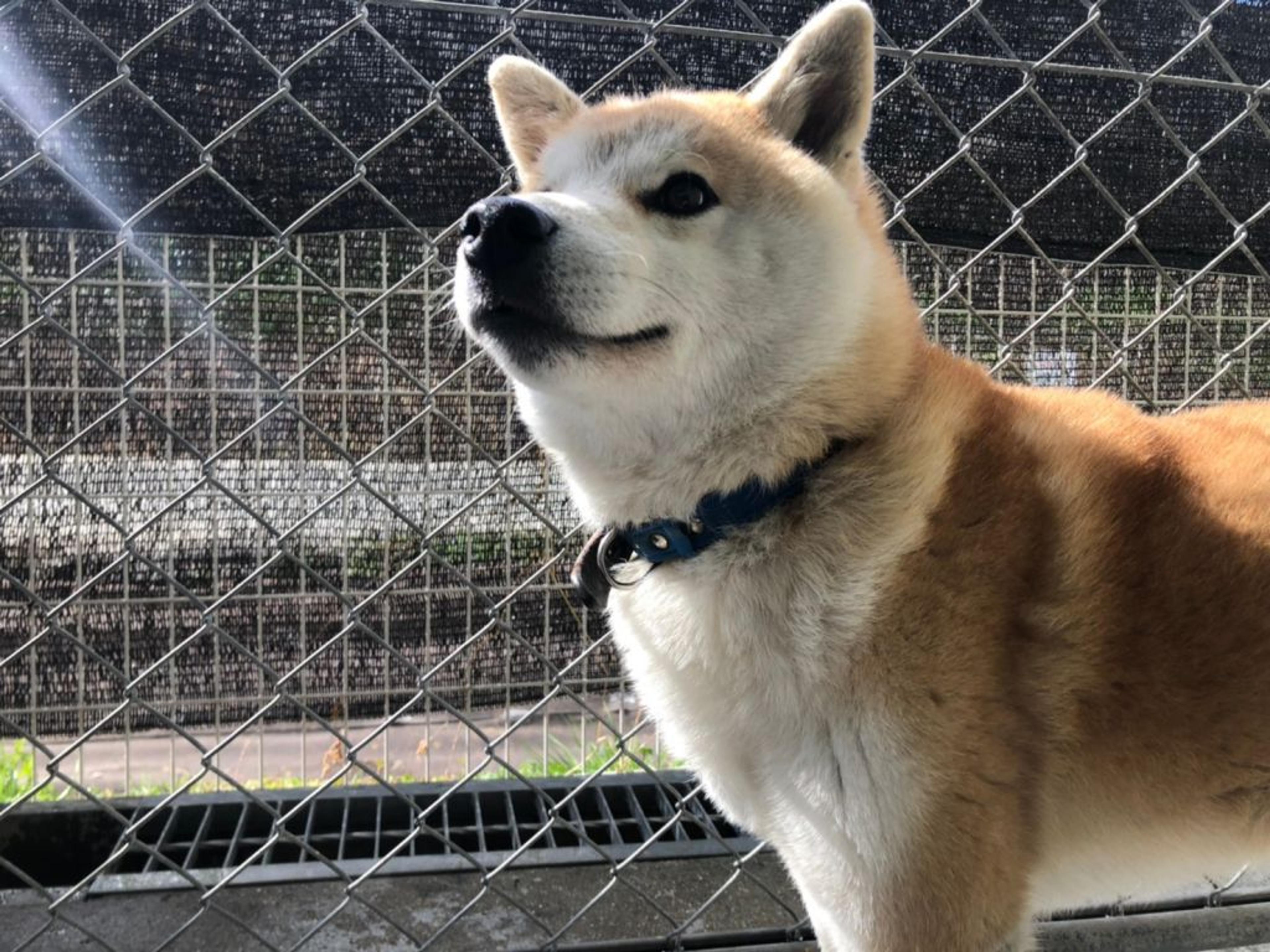 pet-image-8