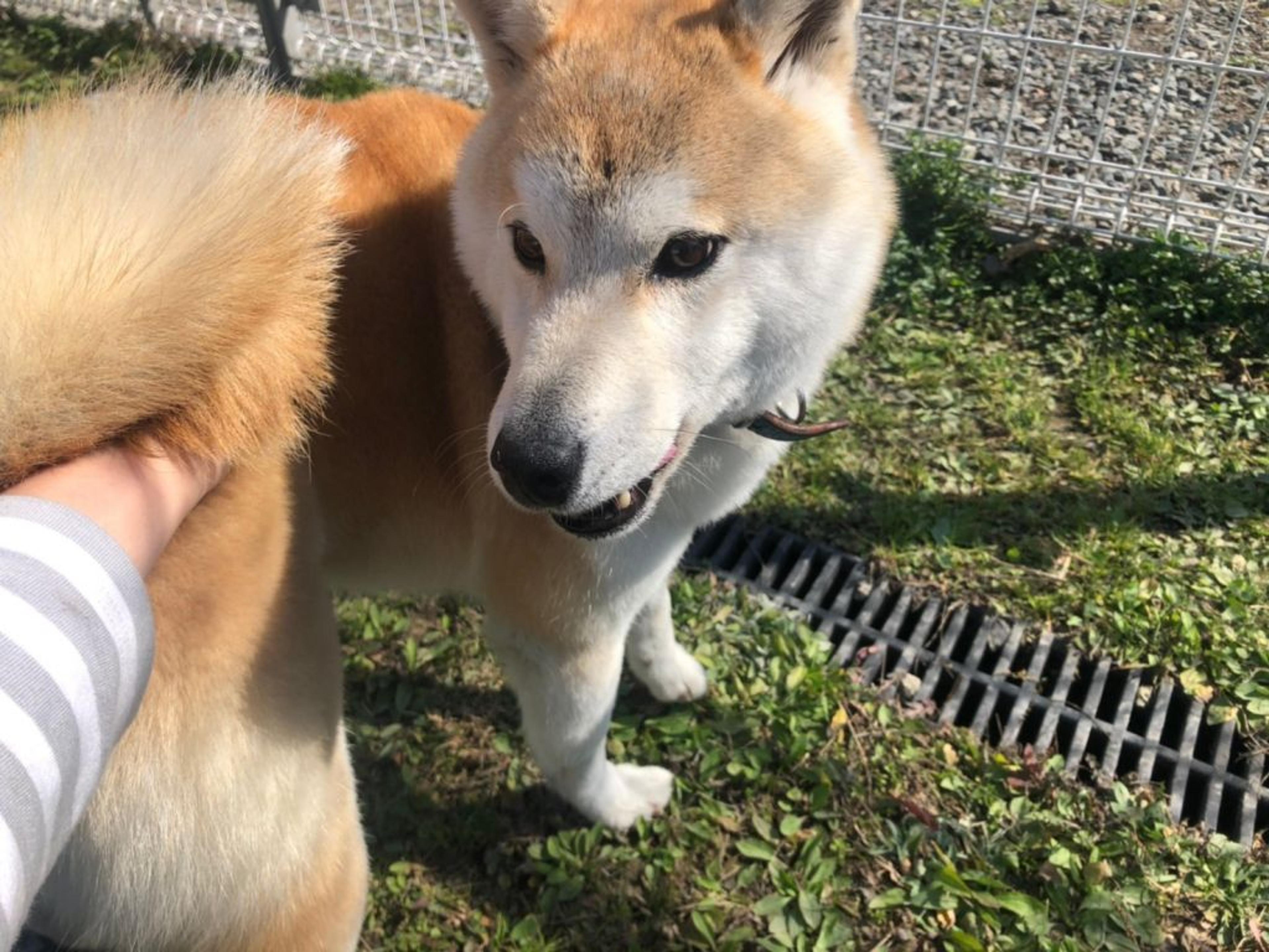 pet-image-2