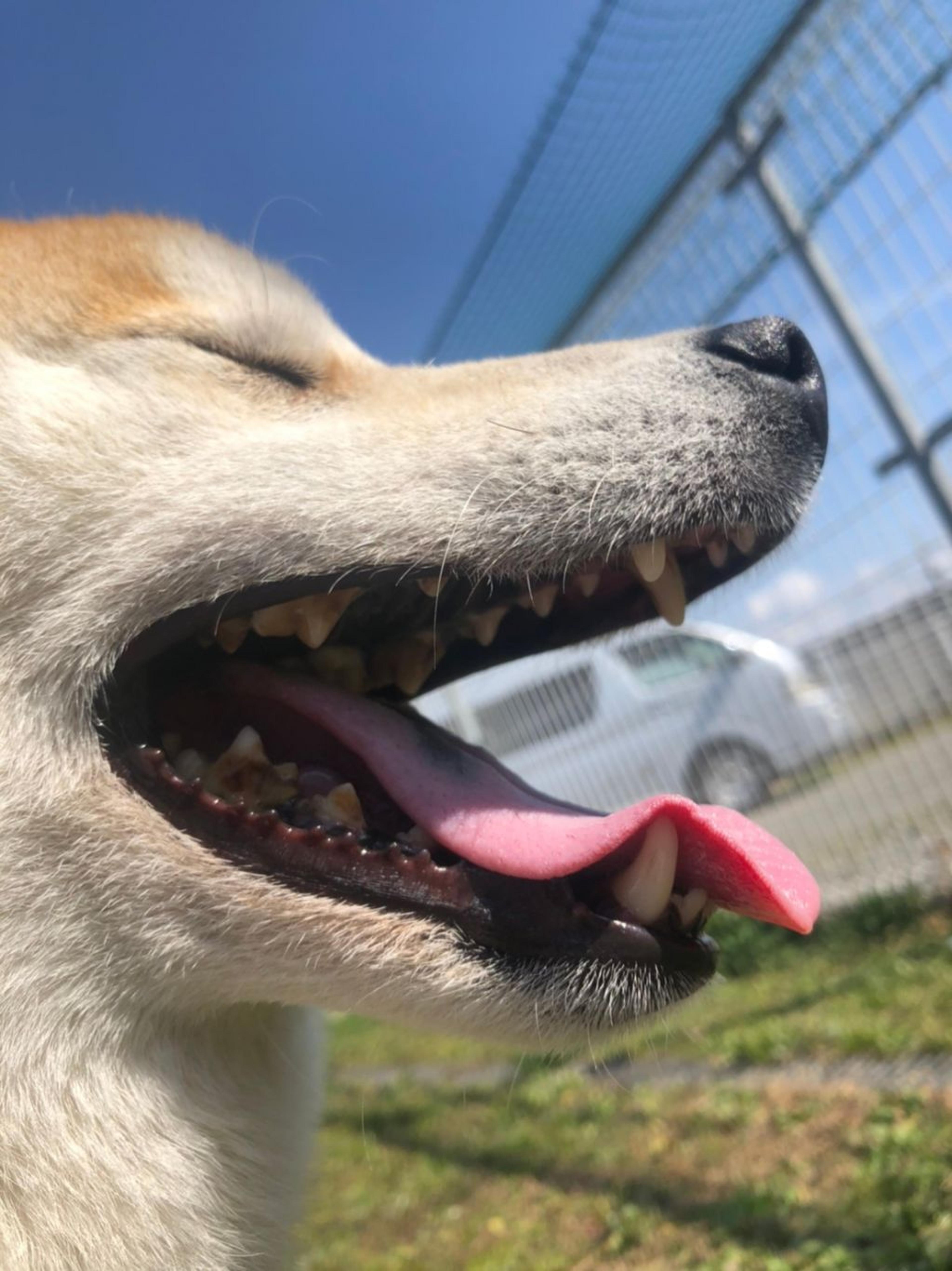 pet-image-4