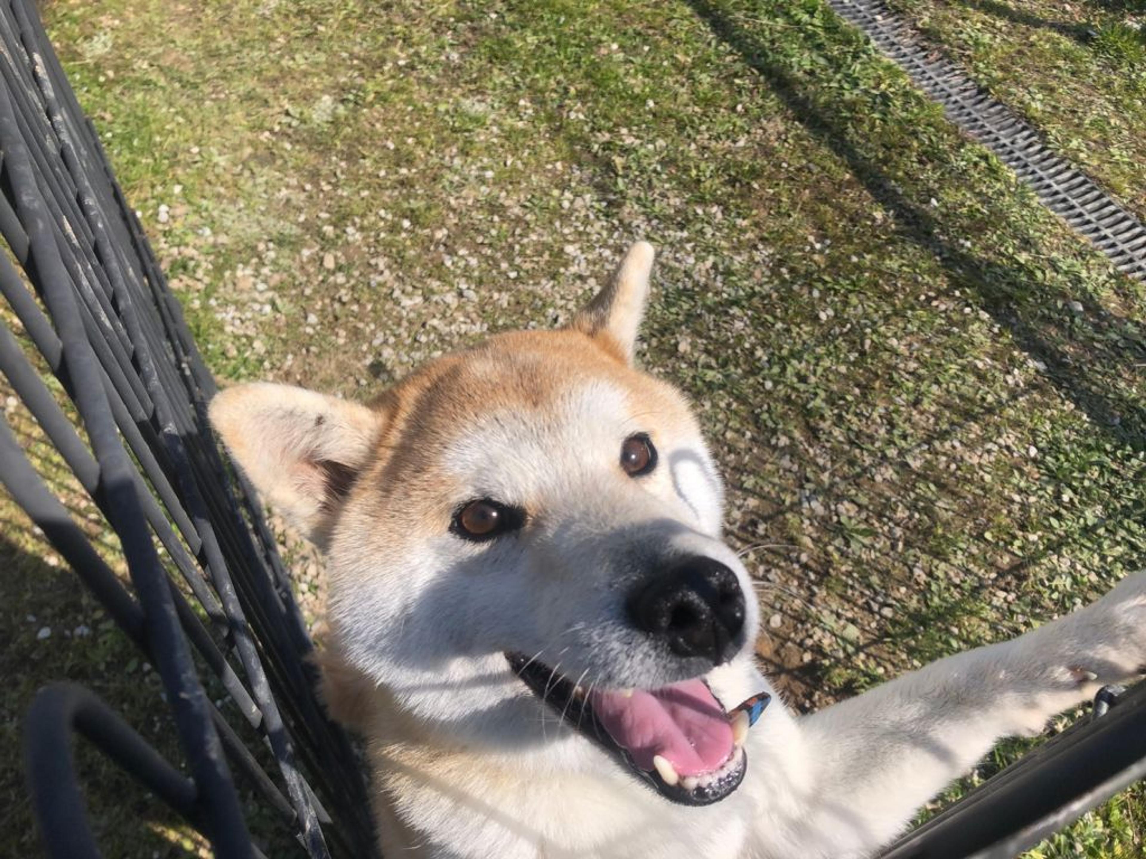 pet-image-6