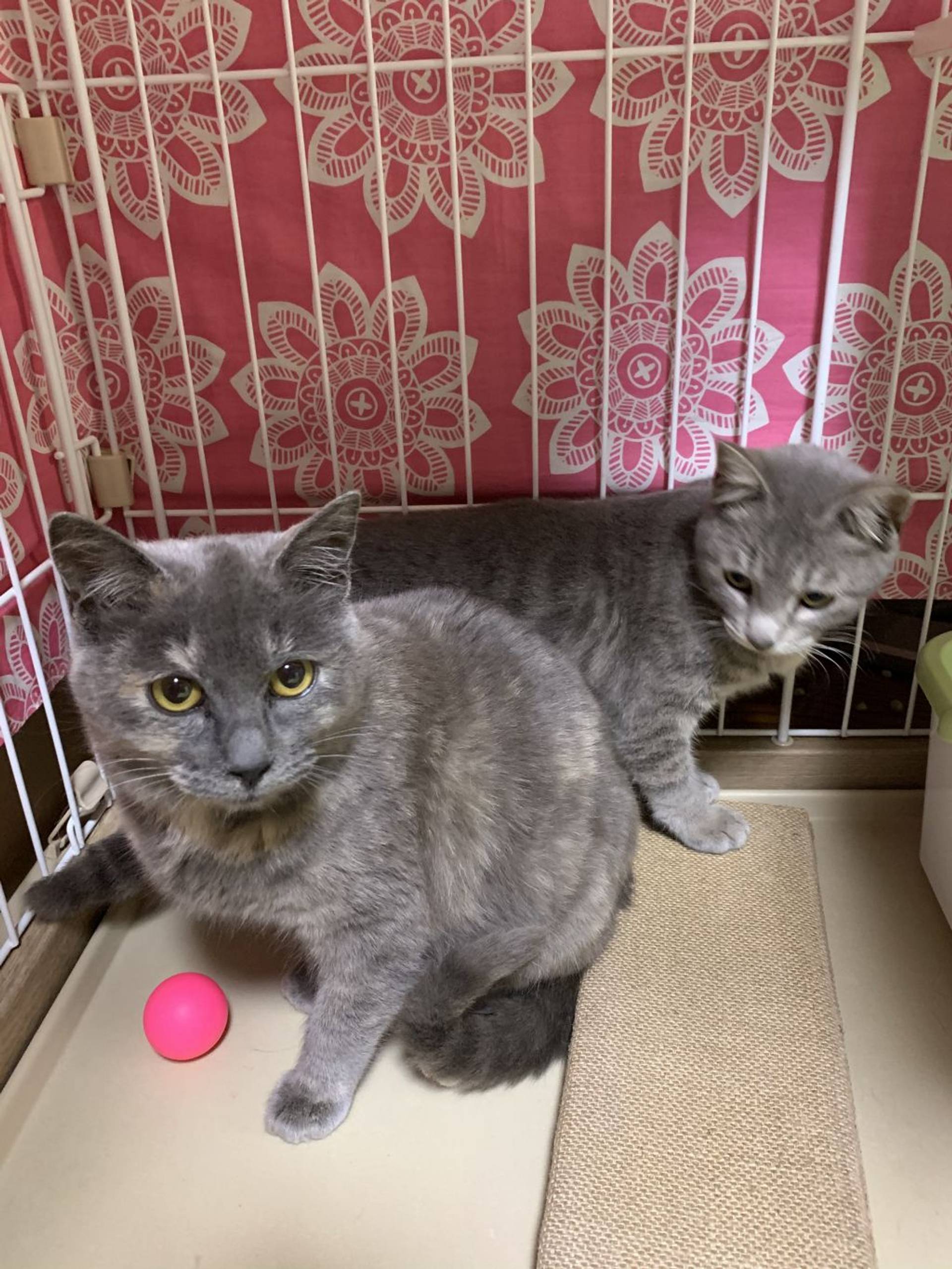 日本猫・メスの里親募集の写真