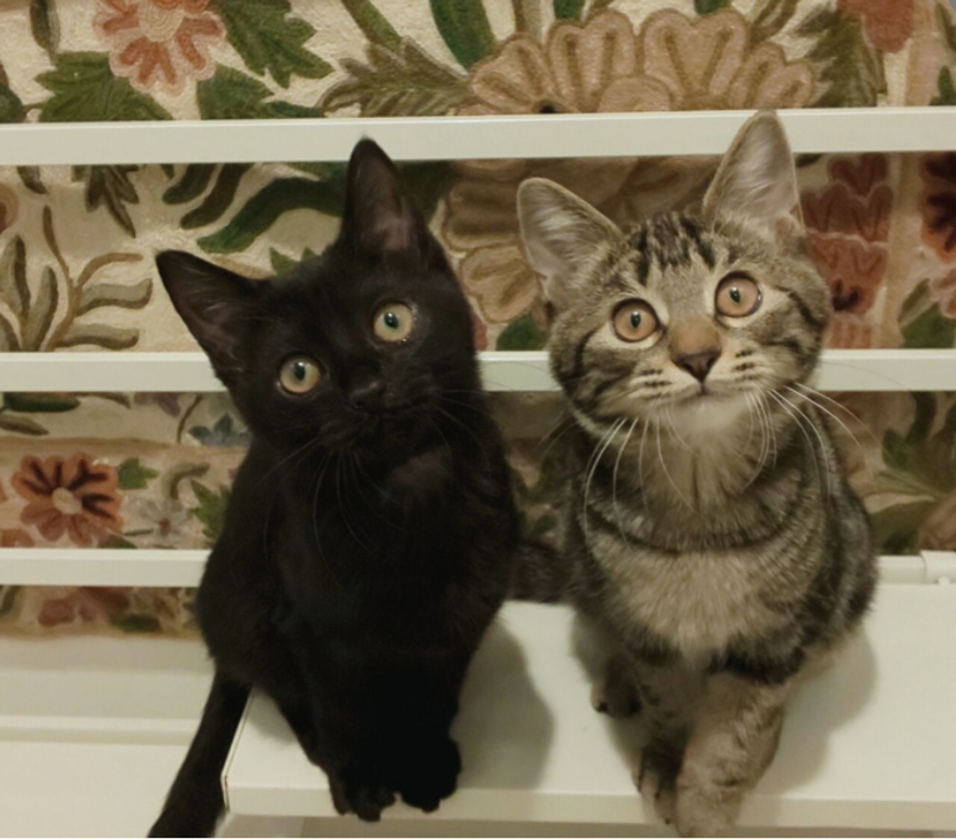 雑種（ミックス猫）・メスの里親募集の写真