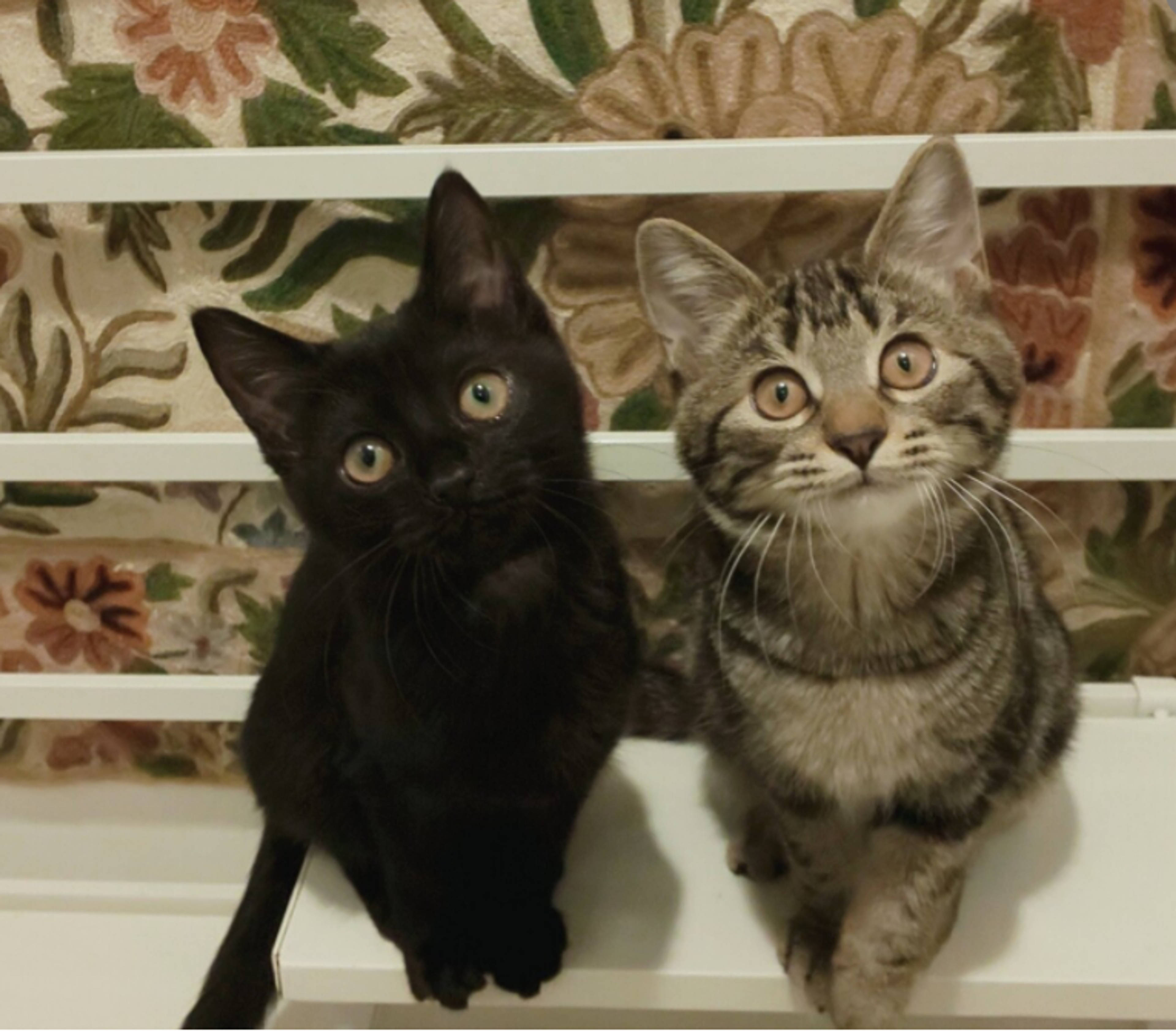 雑種（ミックス猫）・メスの里親募集の写真