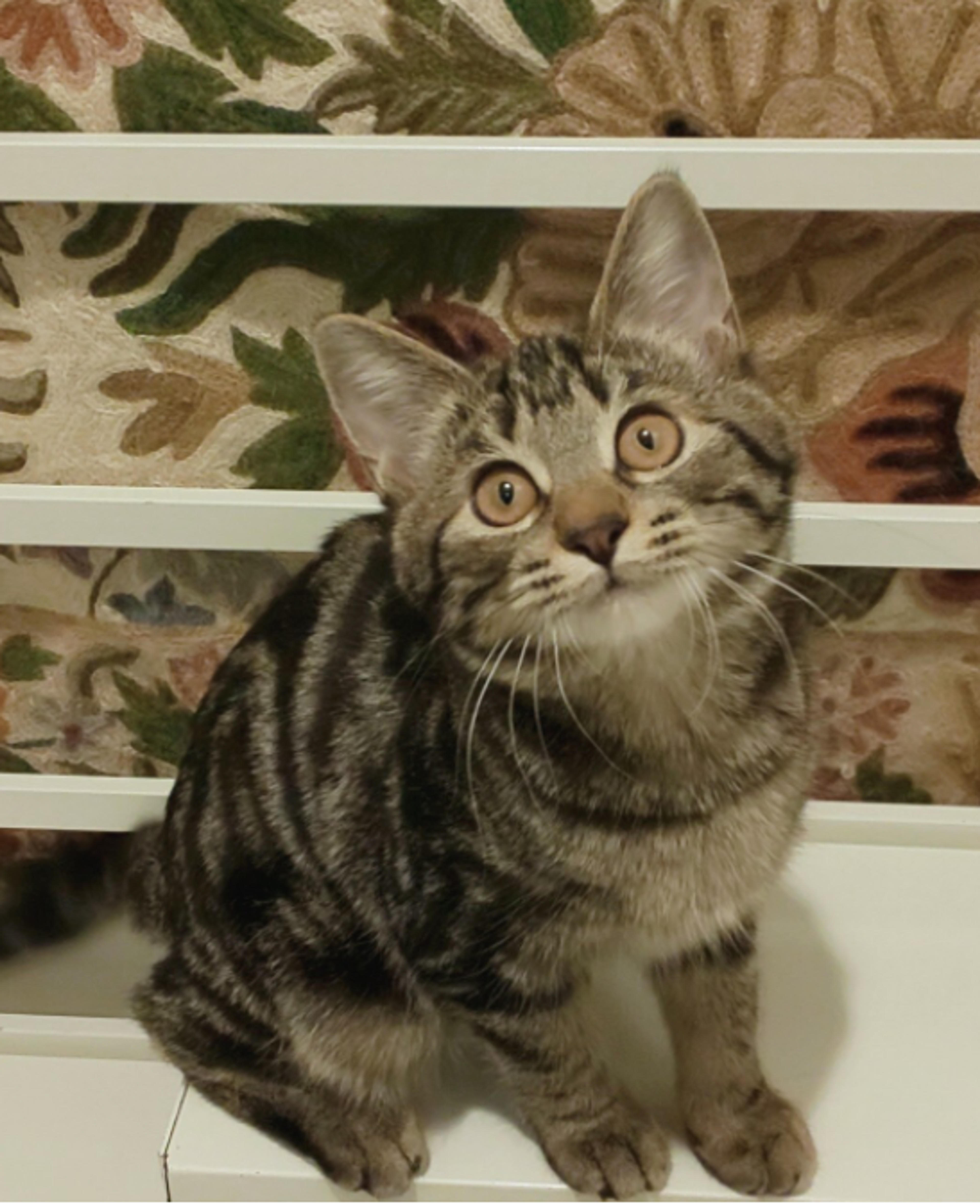 pet-image-2