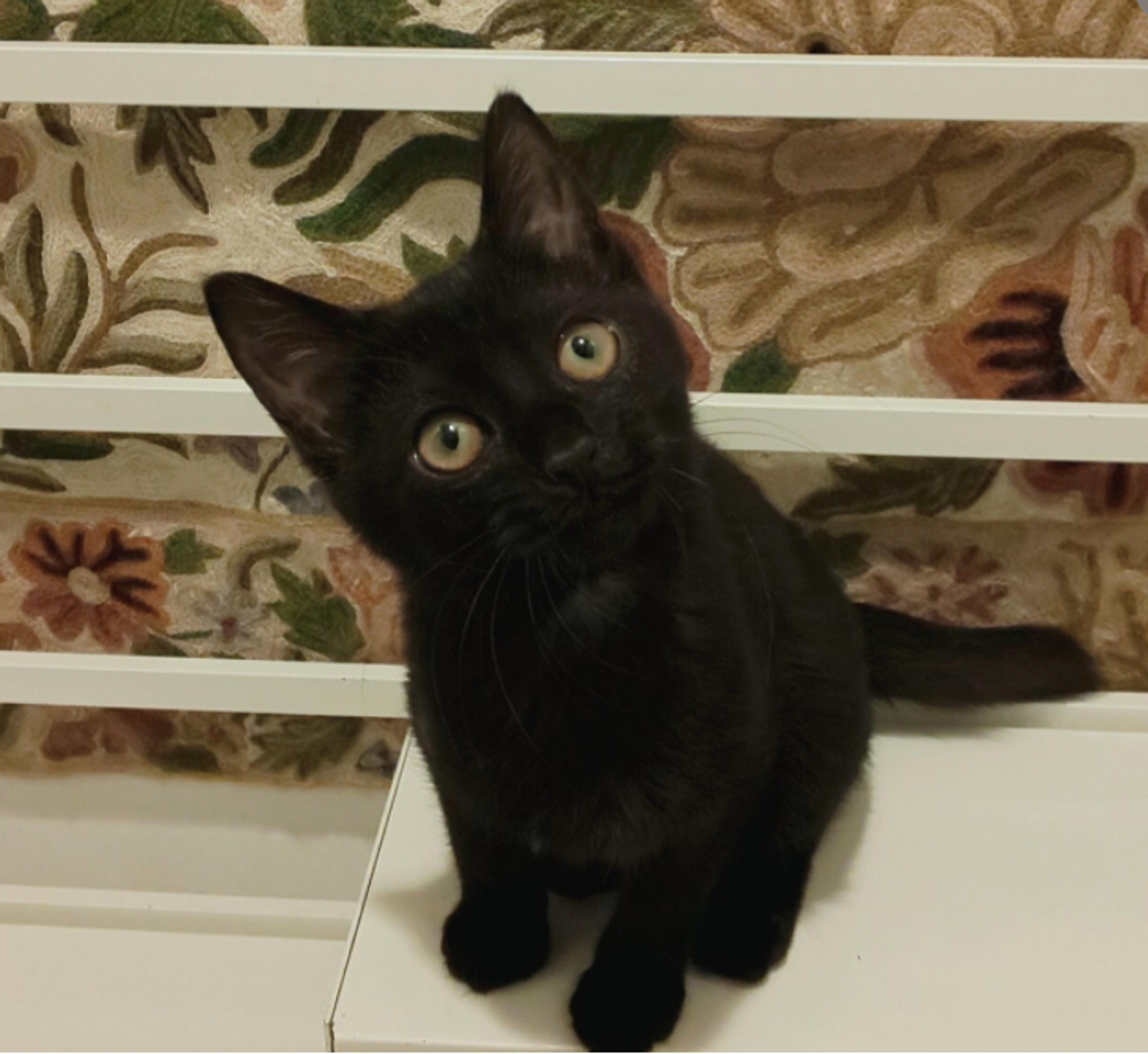 pet-image-3
