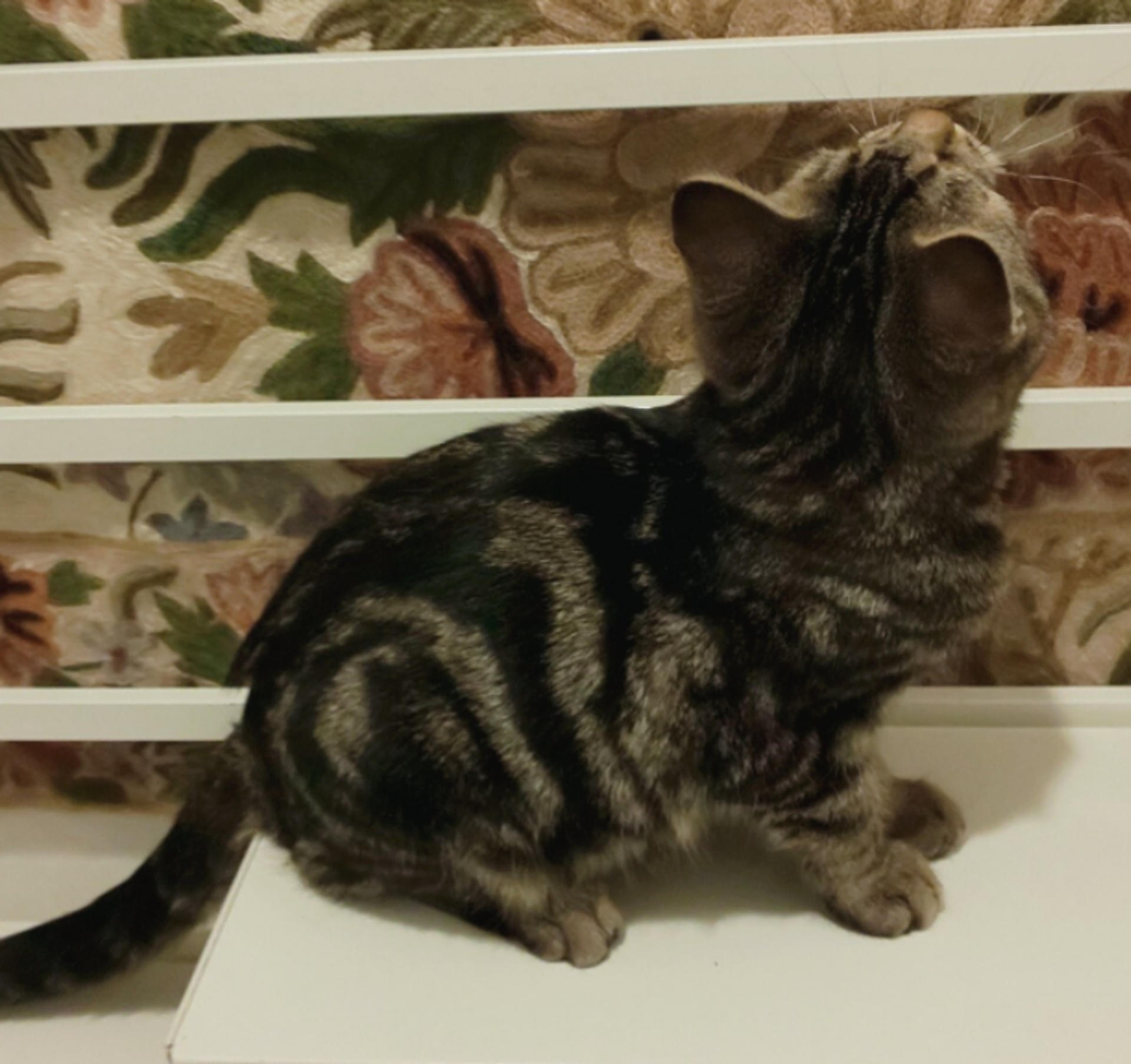 pet-image-4