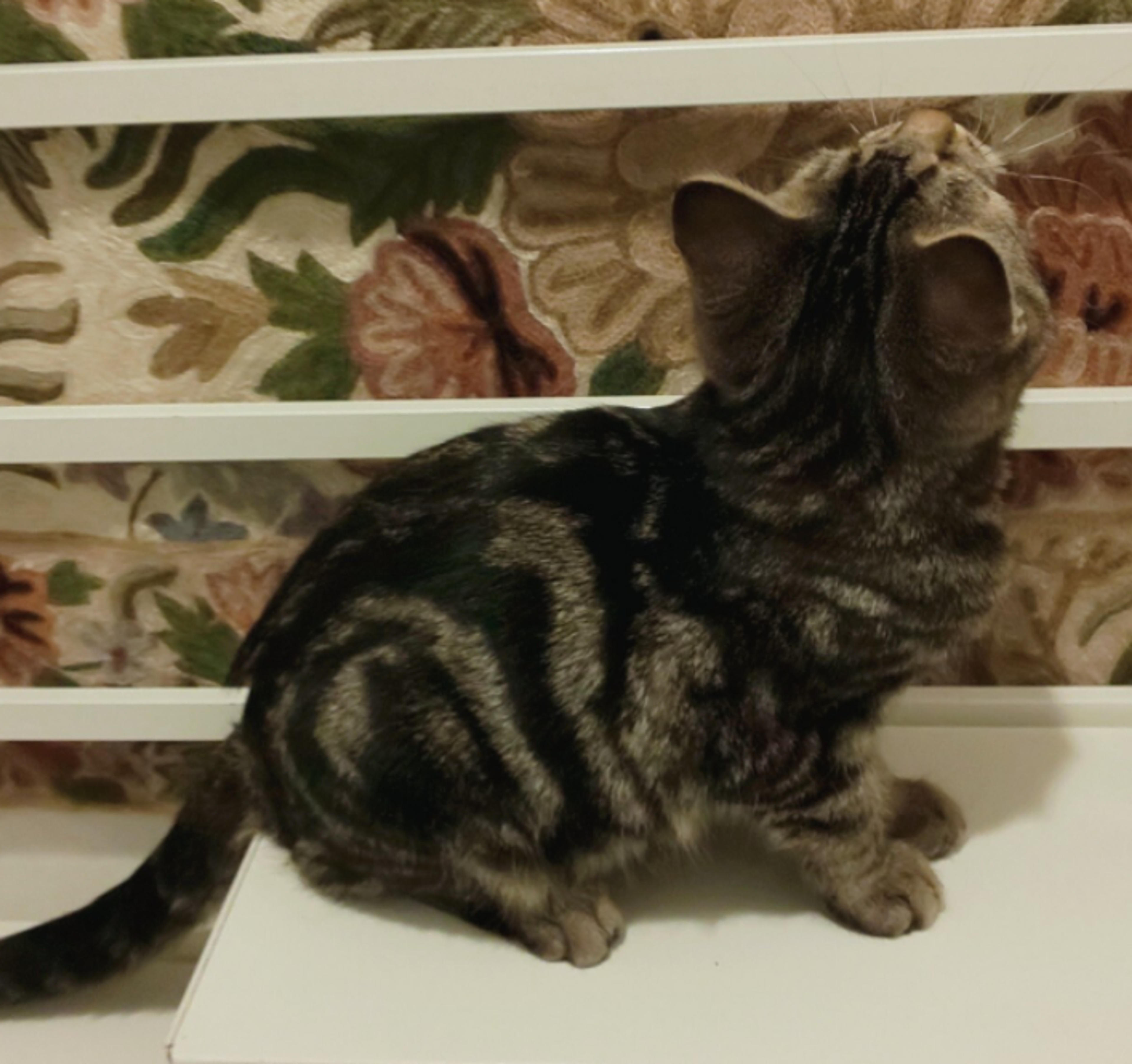 pet-image-4