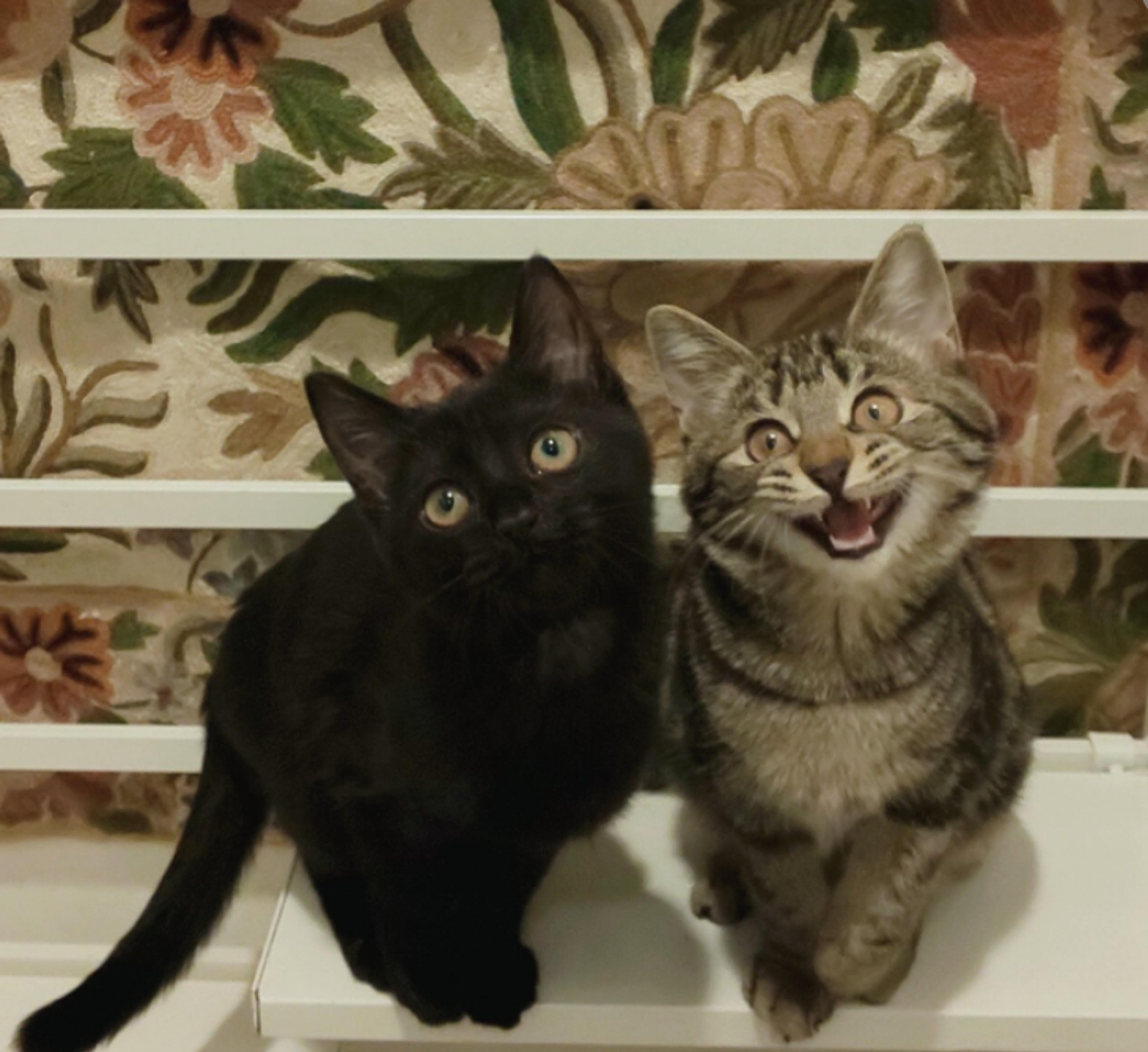 pet-image-5