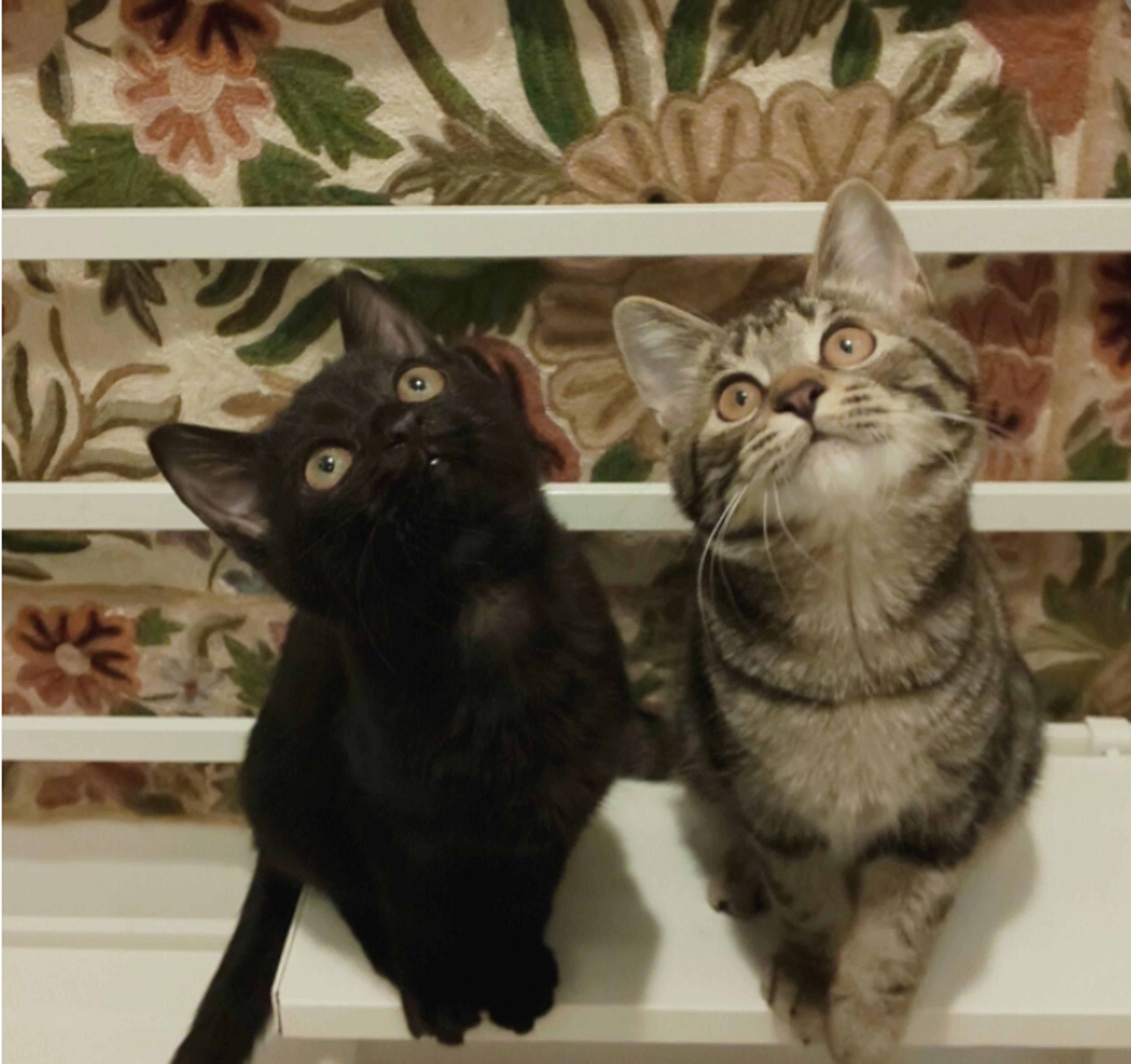 pet-image-6