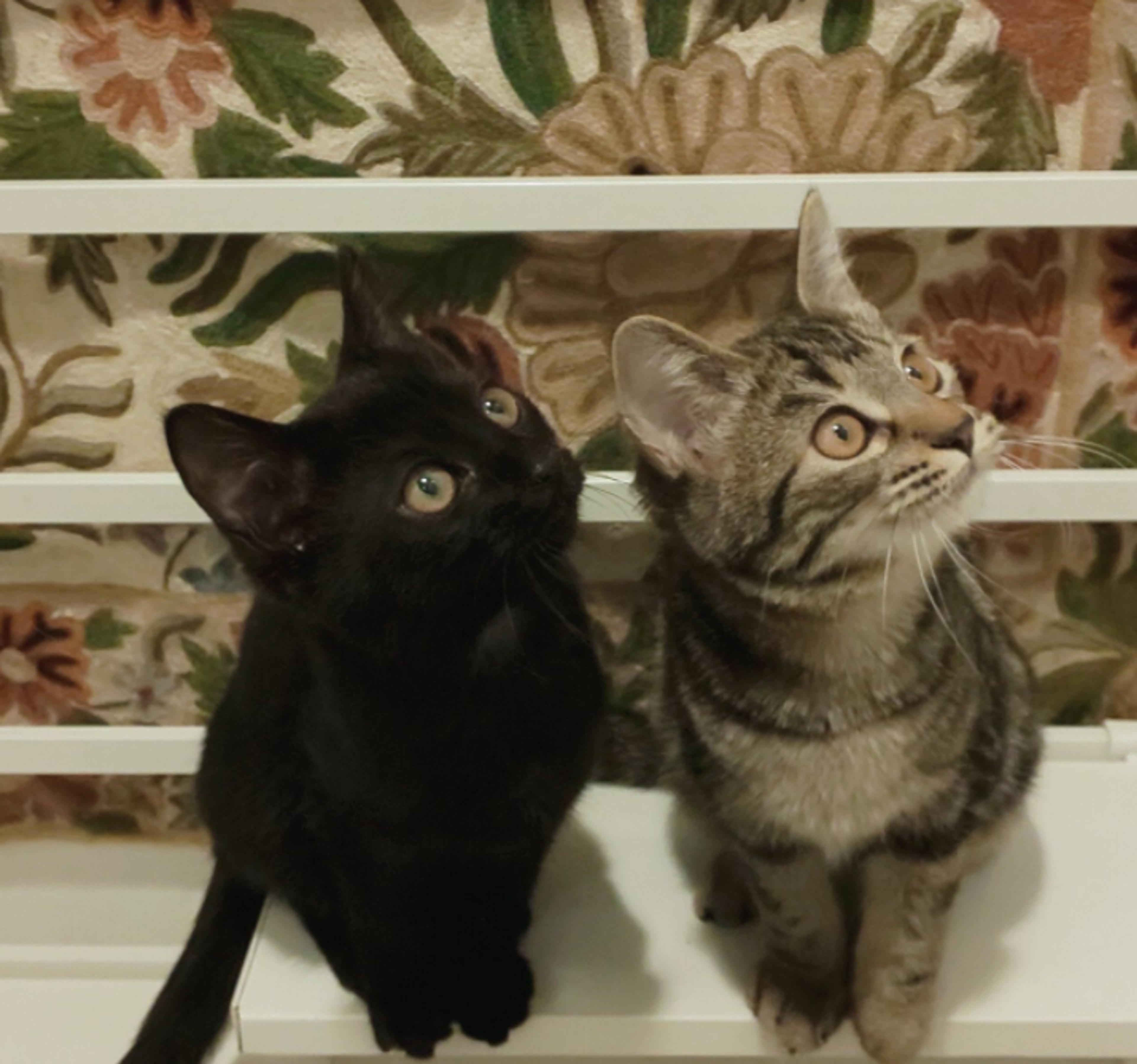 pet-image-7