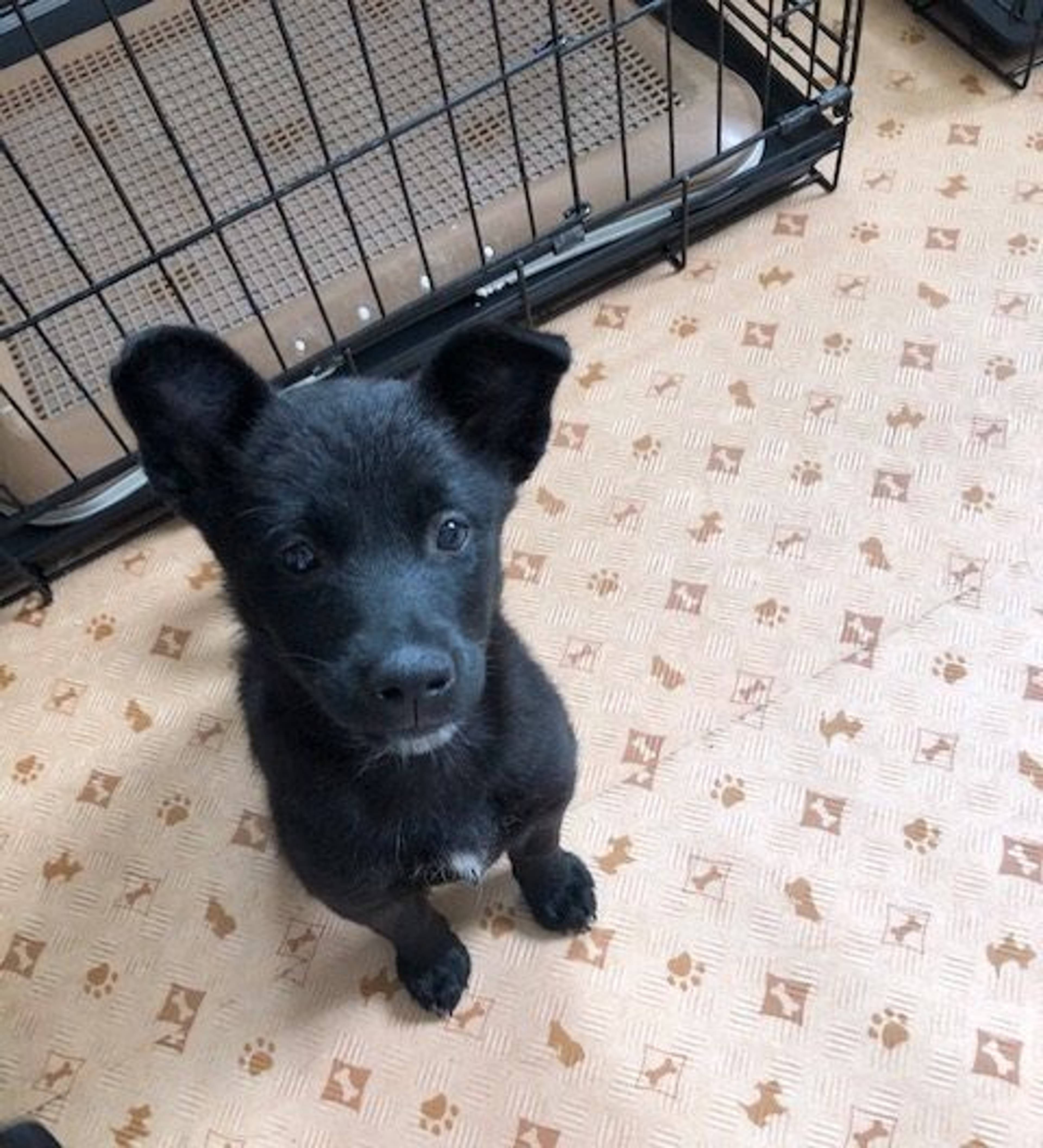 雑種（ミックス犬）・メスの里親募集の写真