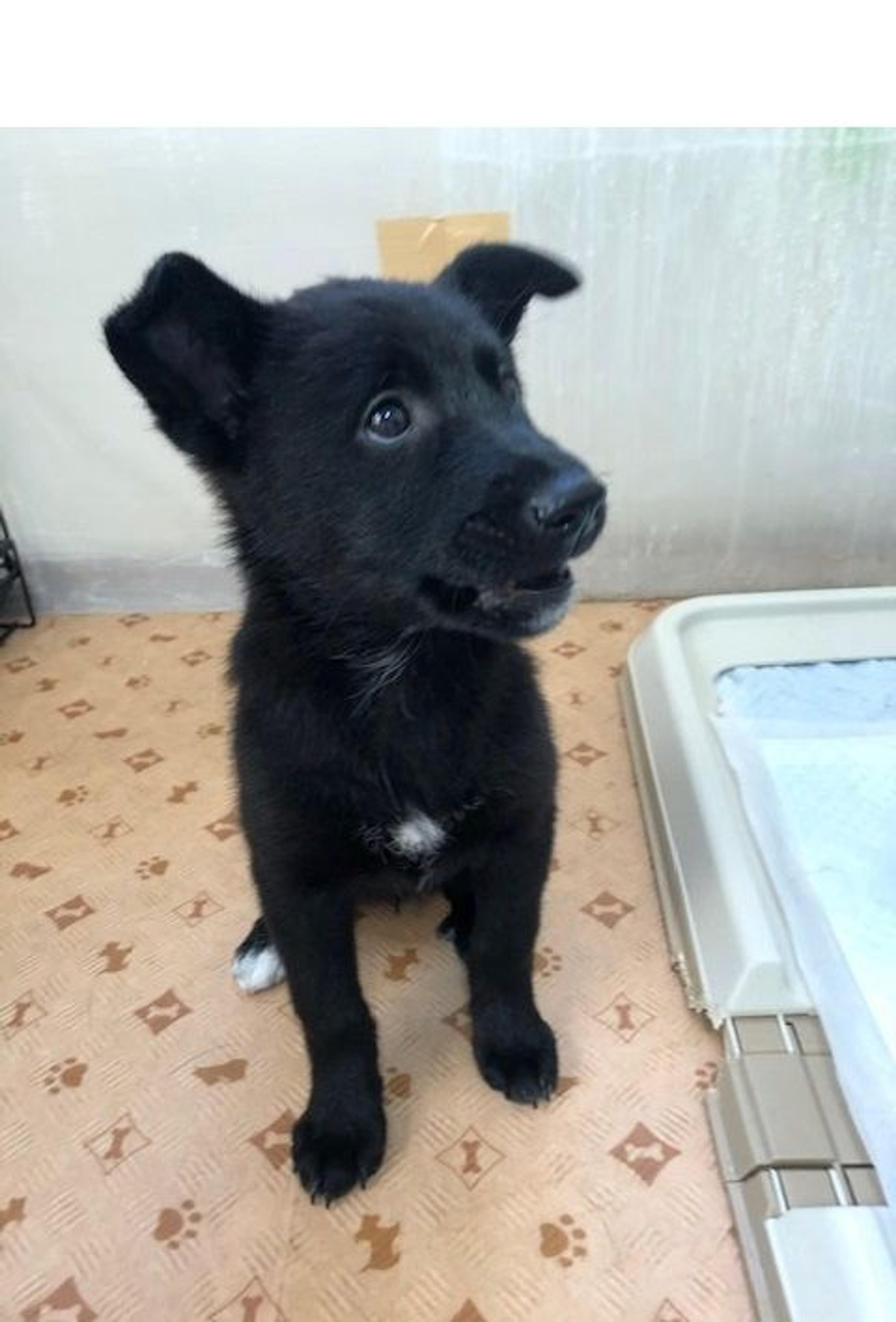pet-image-3