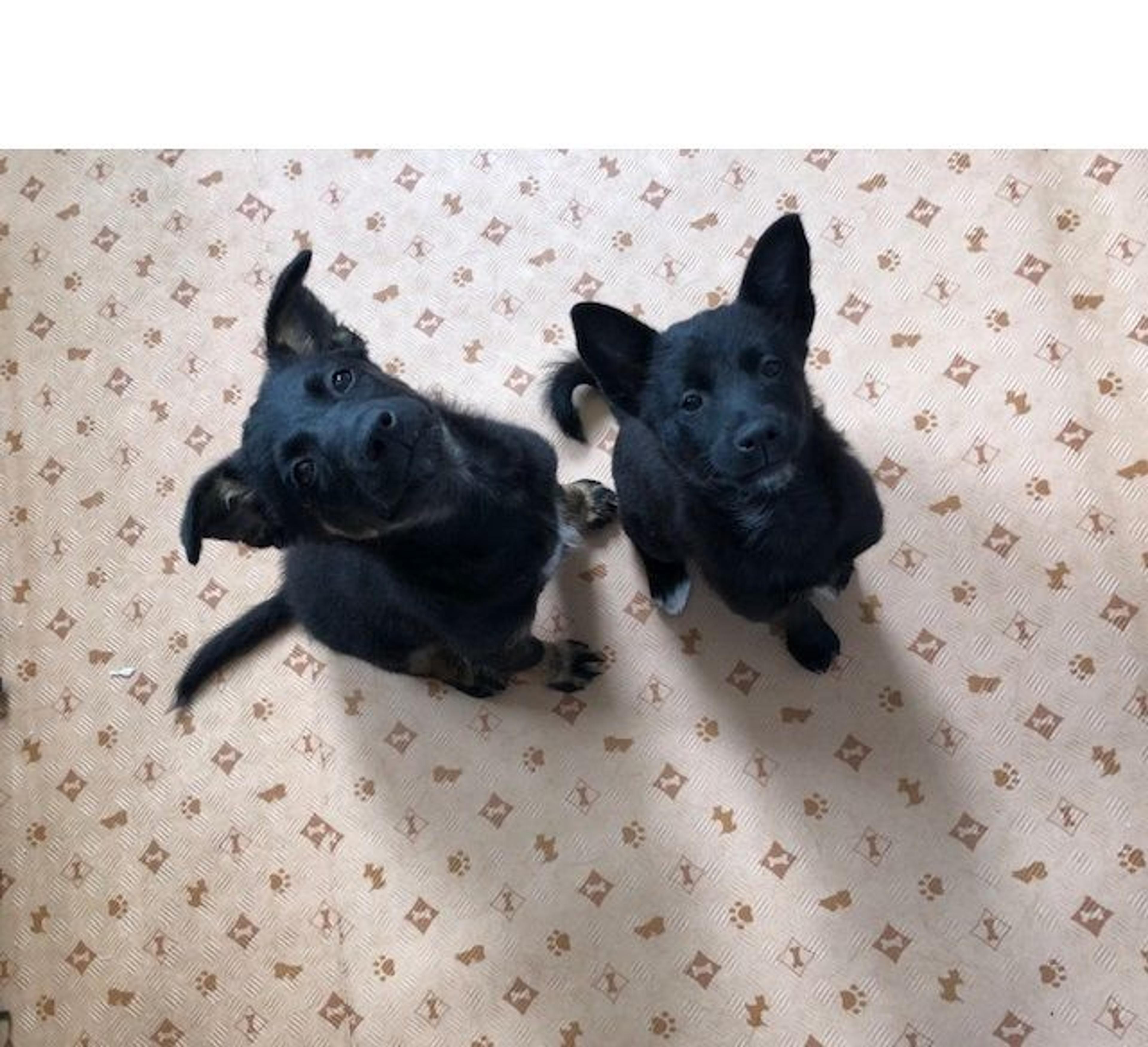 pet-image-7