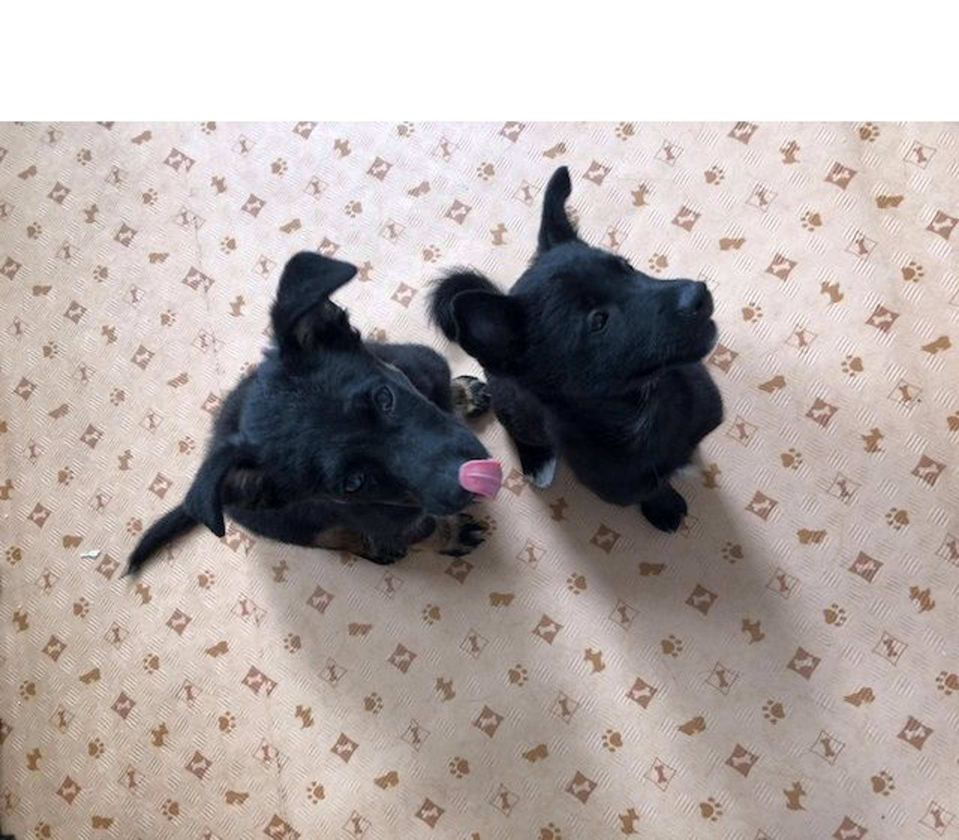 pet-image-9