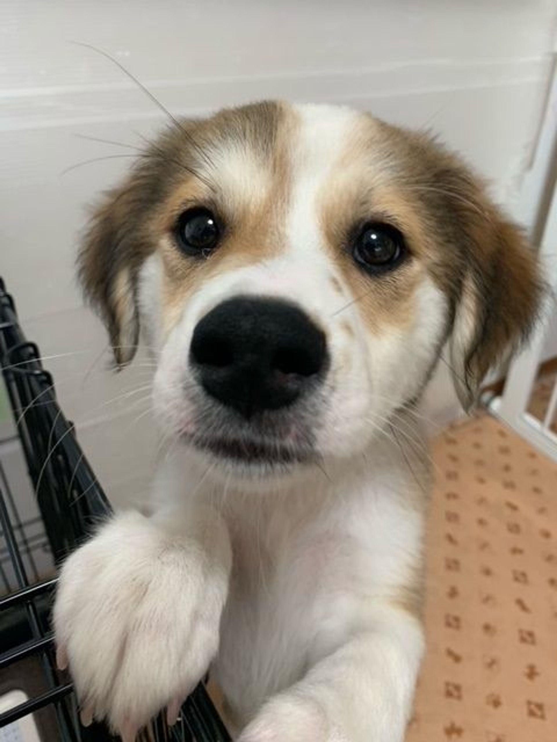 雑種（ミックス犬）・メスの里親募集の写真