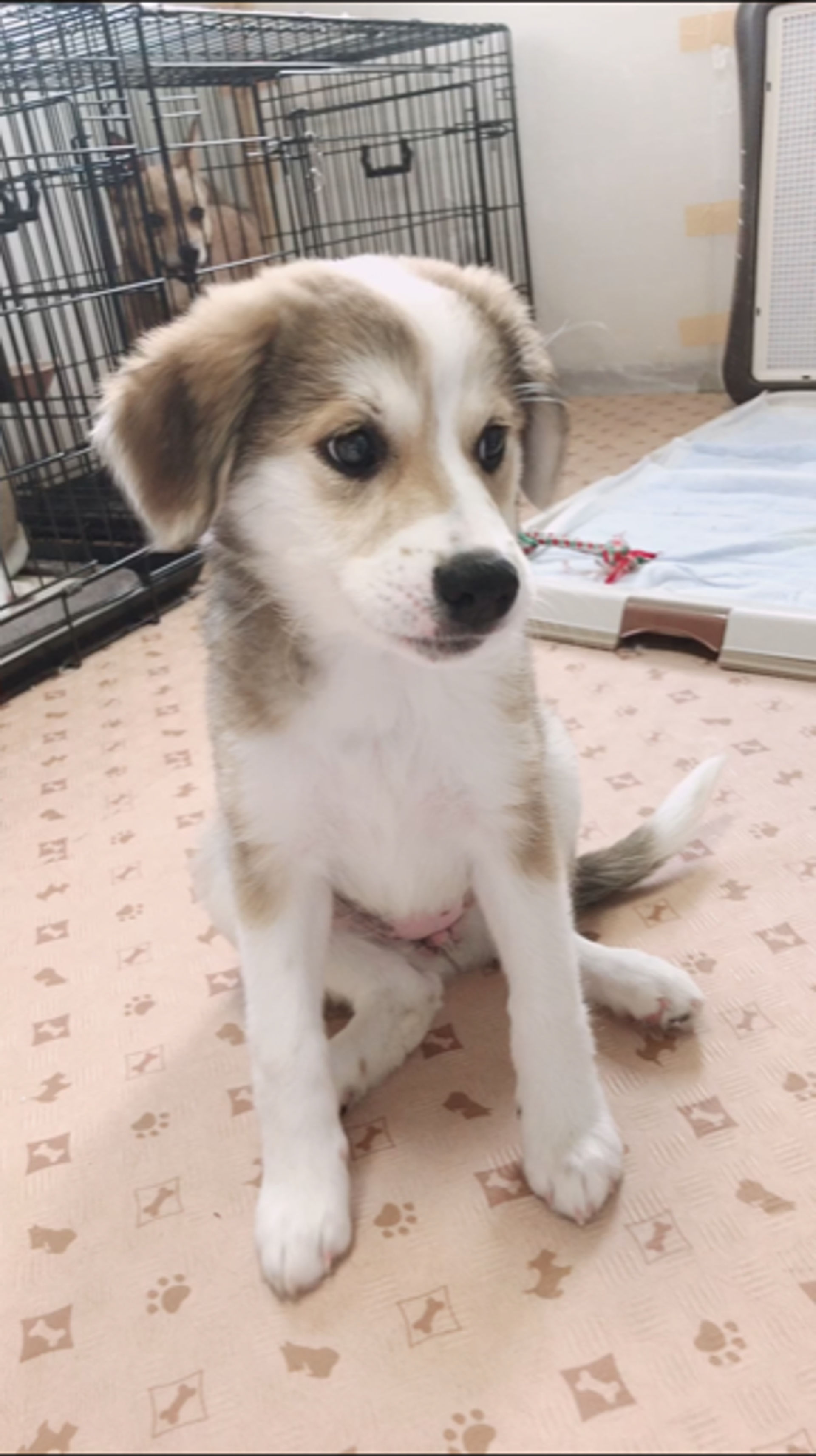 雑種（ミックス犬）・メスの里親募集の写真