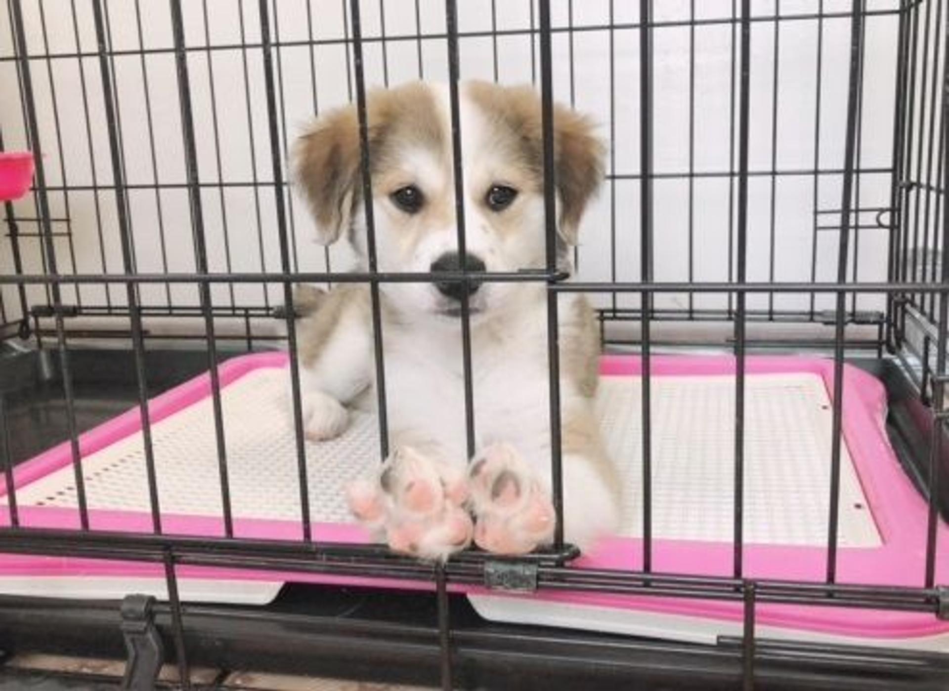 pet-image-3