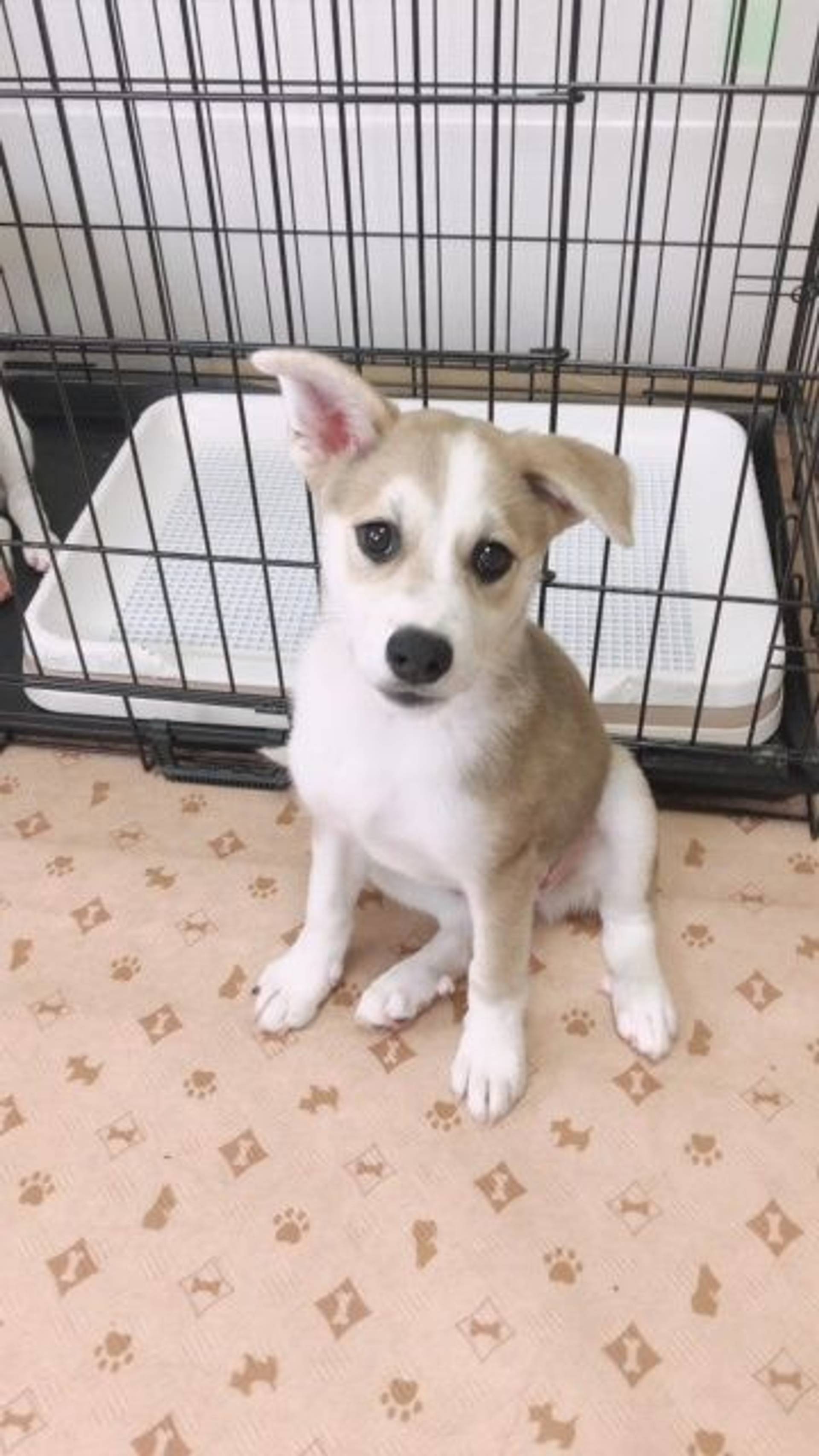 雑種（ミックス犬）・メスの里親募集の写真
