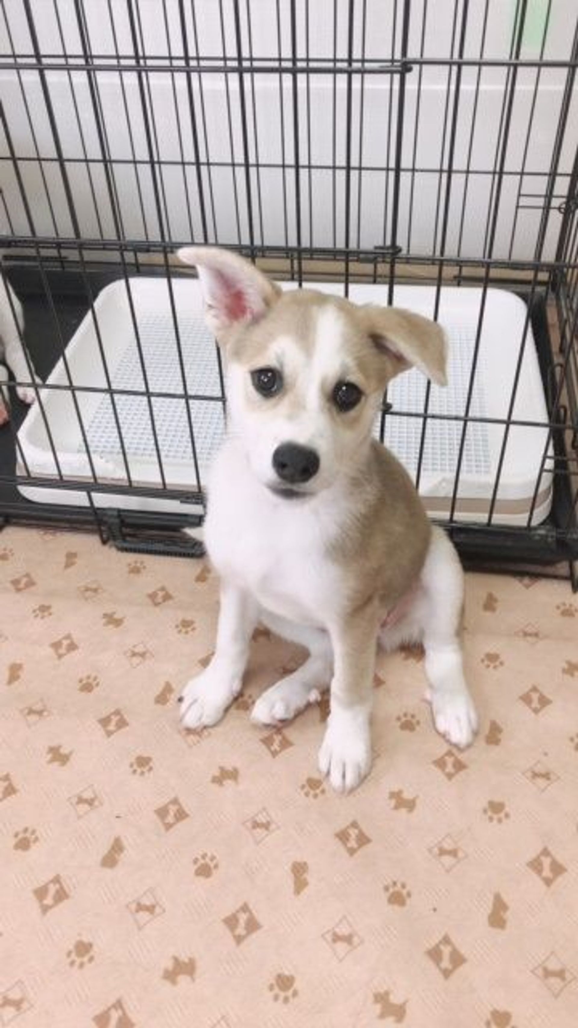 雑種（ミックス犬）・メスの里親募集の写真