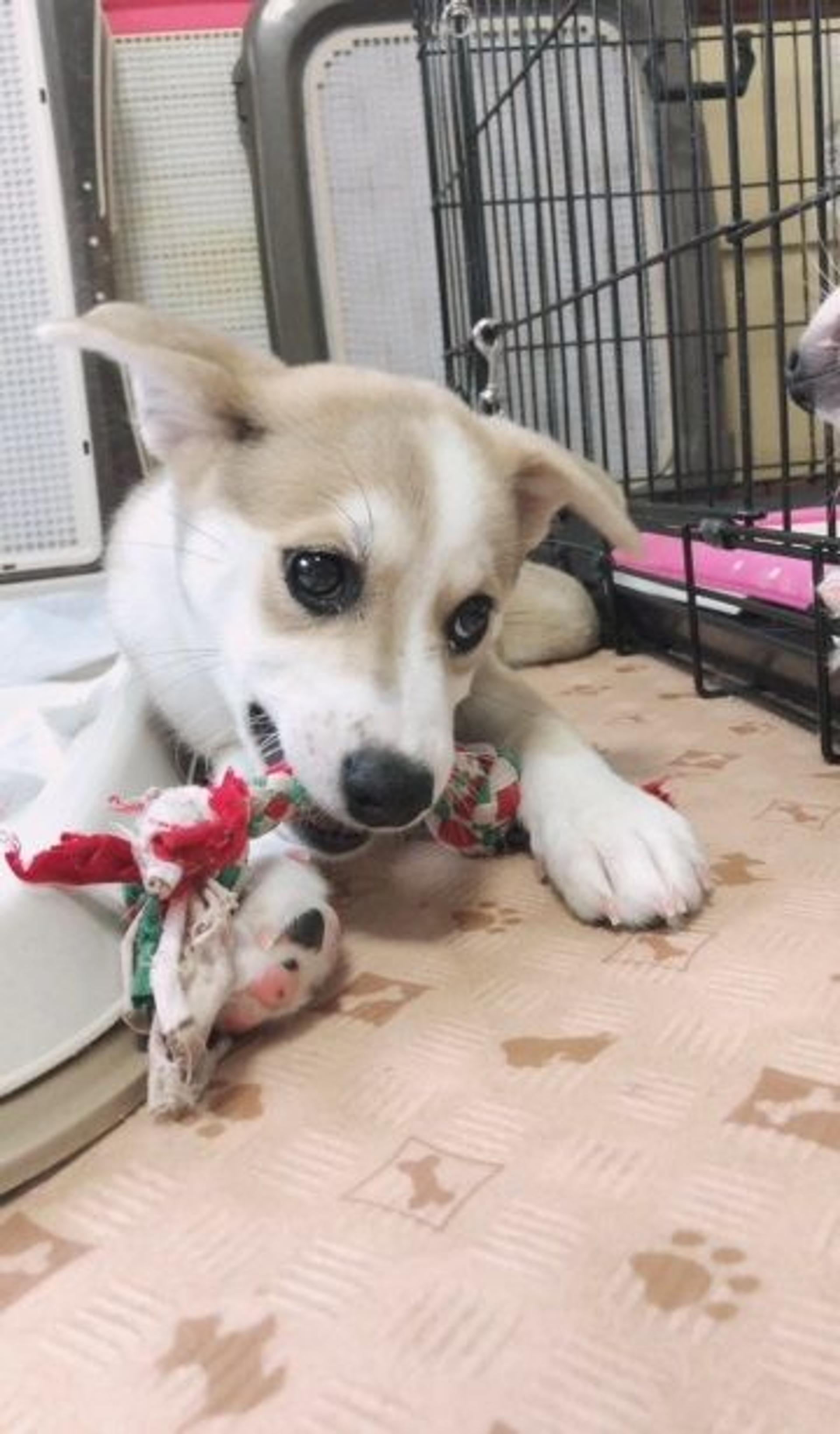 pet-image-3