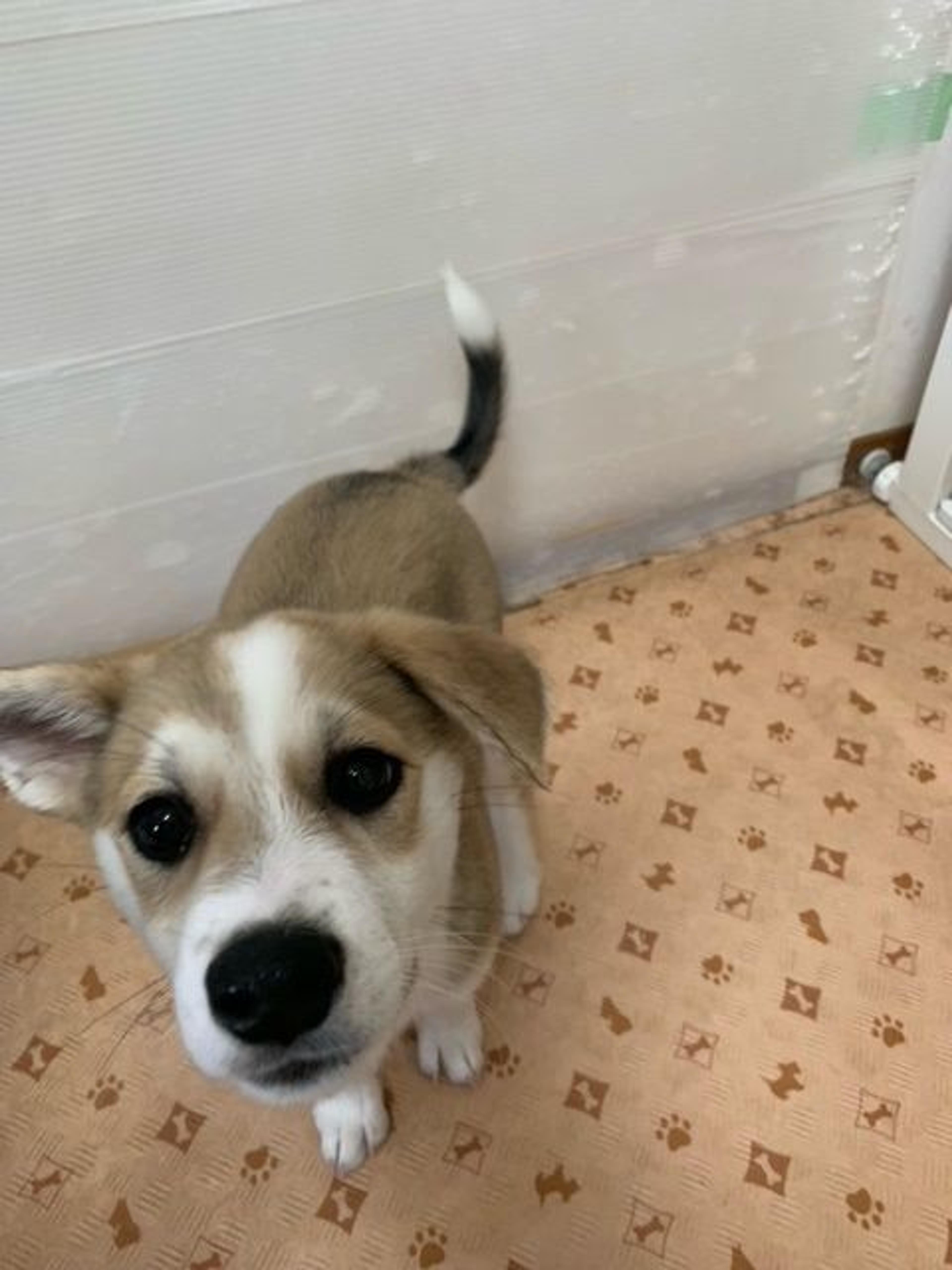 pet-image-4