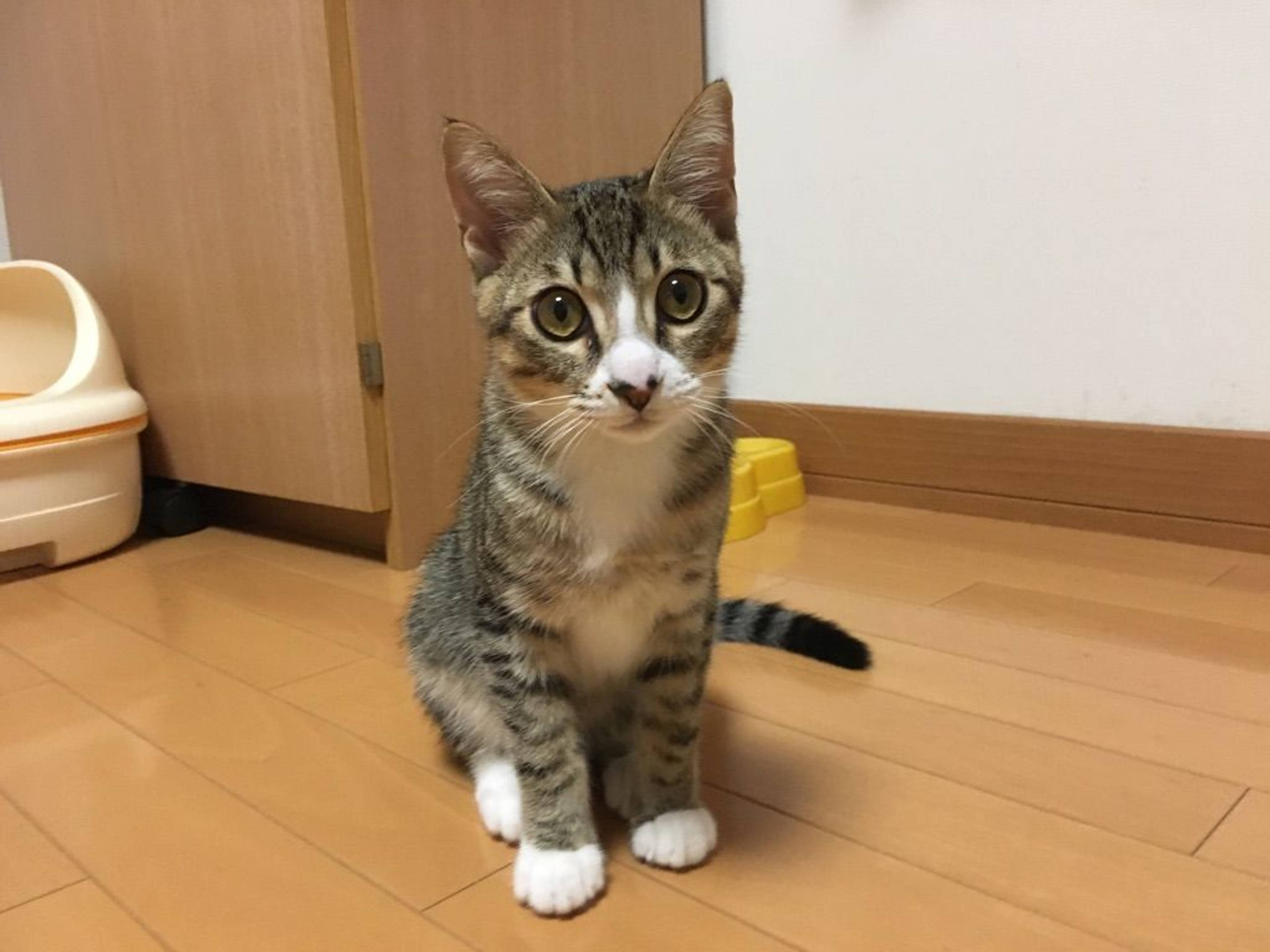 雑種（ミックス猫）・オスの里親募集の写真