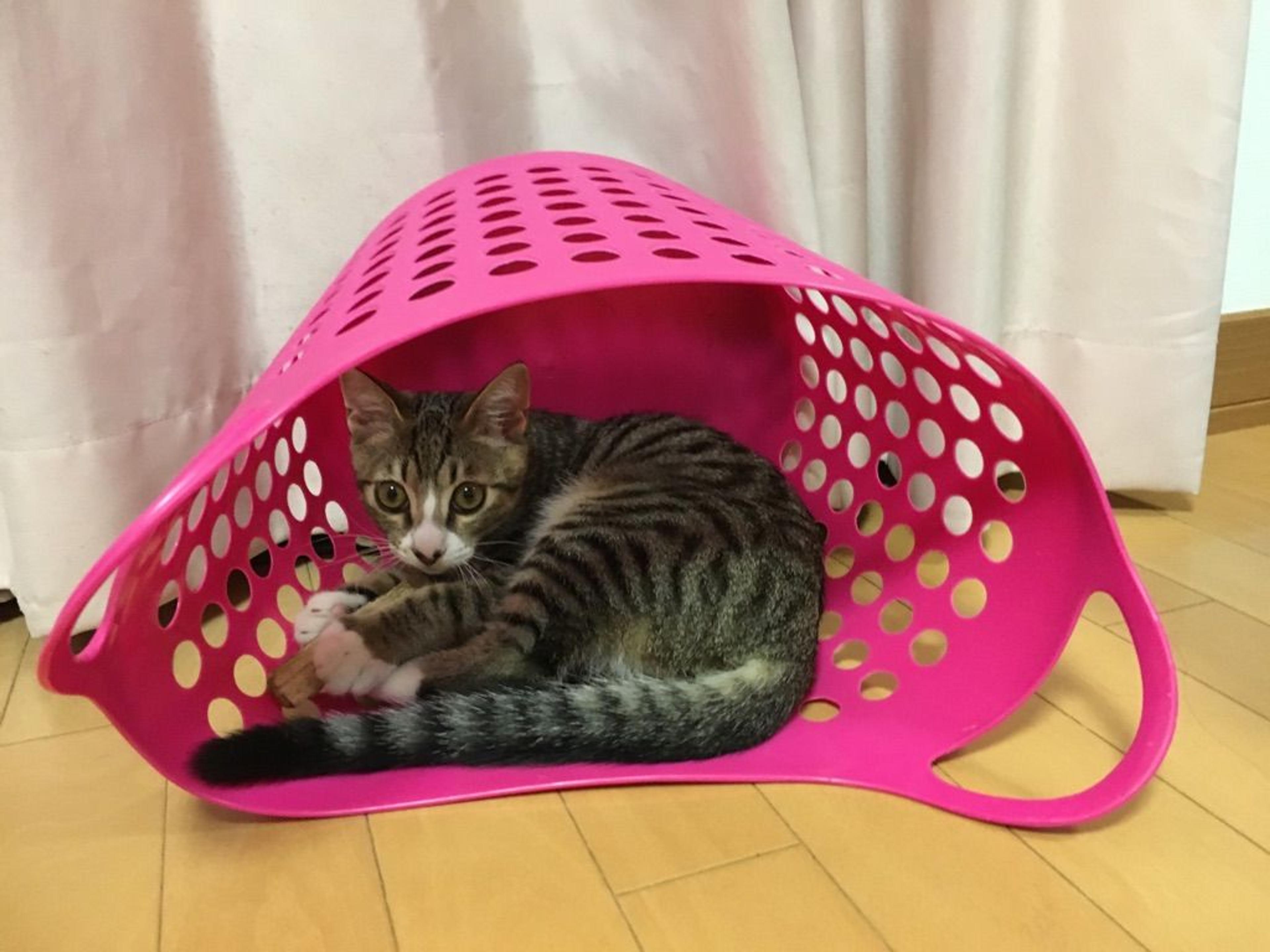 pet-image-3
