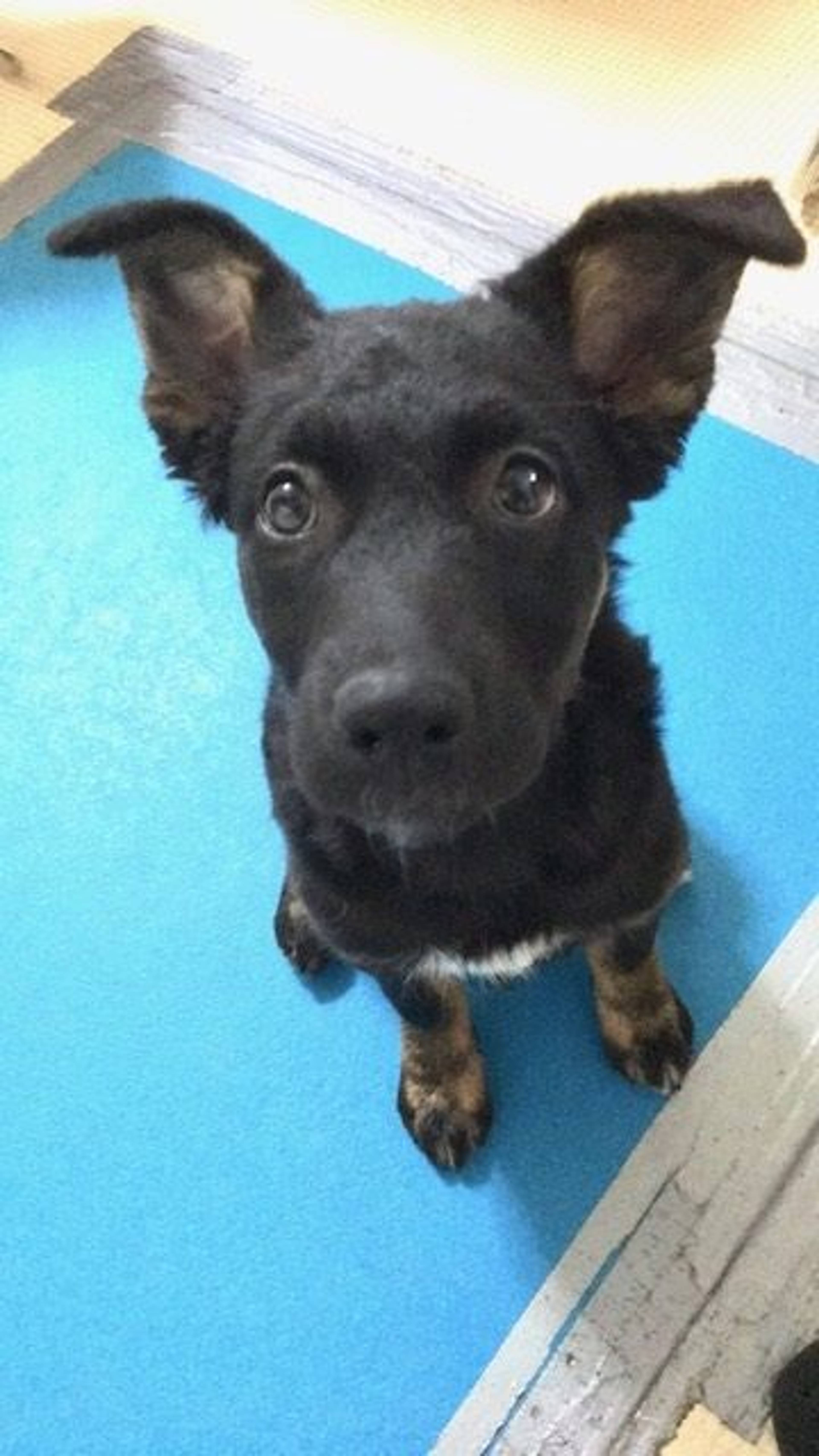 雑種（ミックス犬）・オスの里親募集の写真
