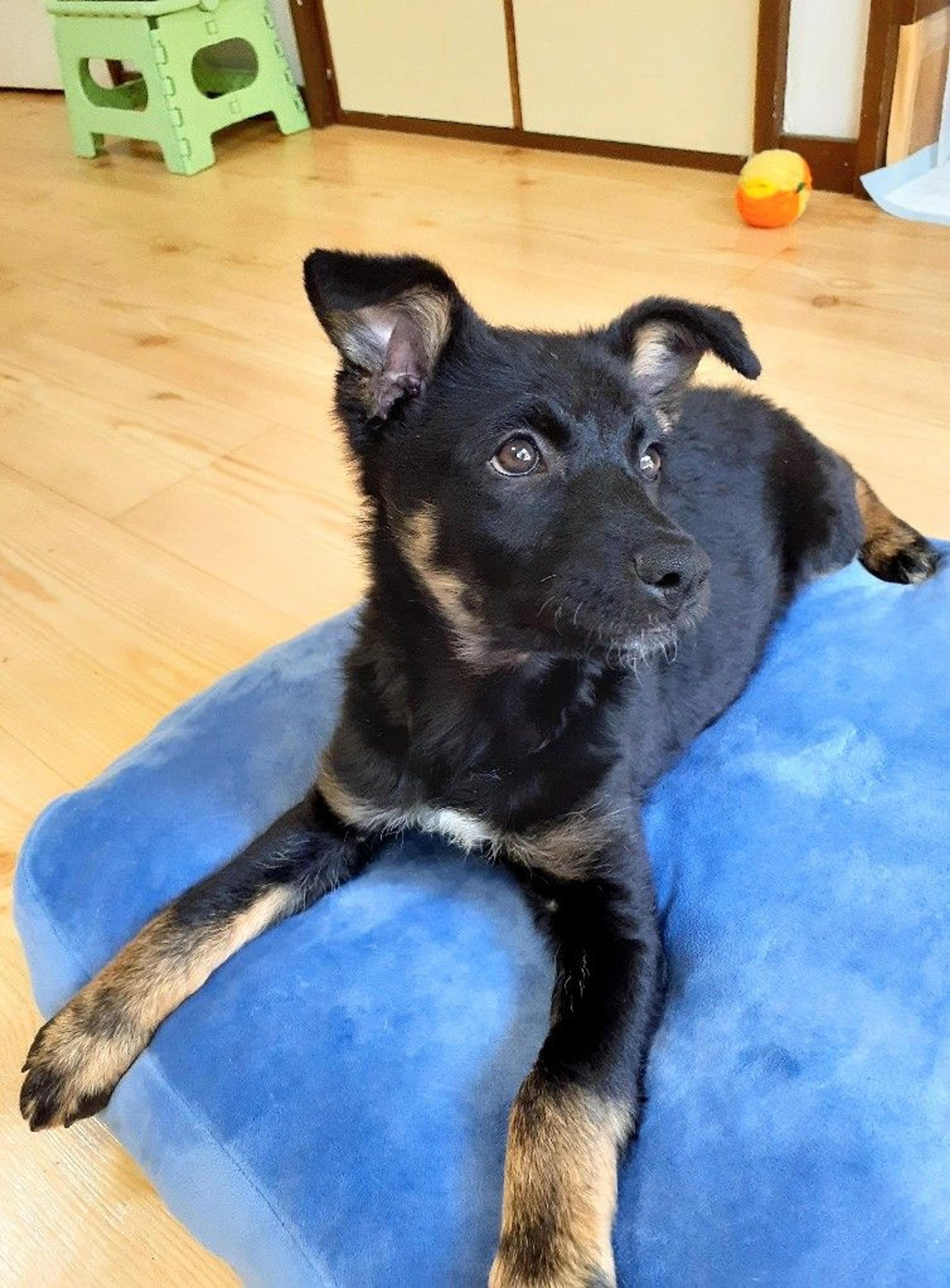 pet-image-3
