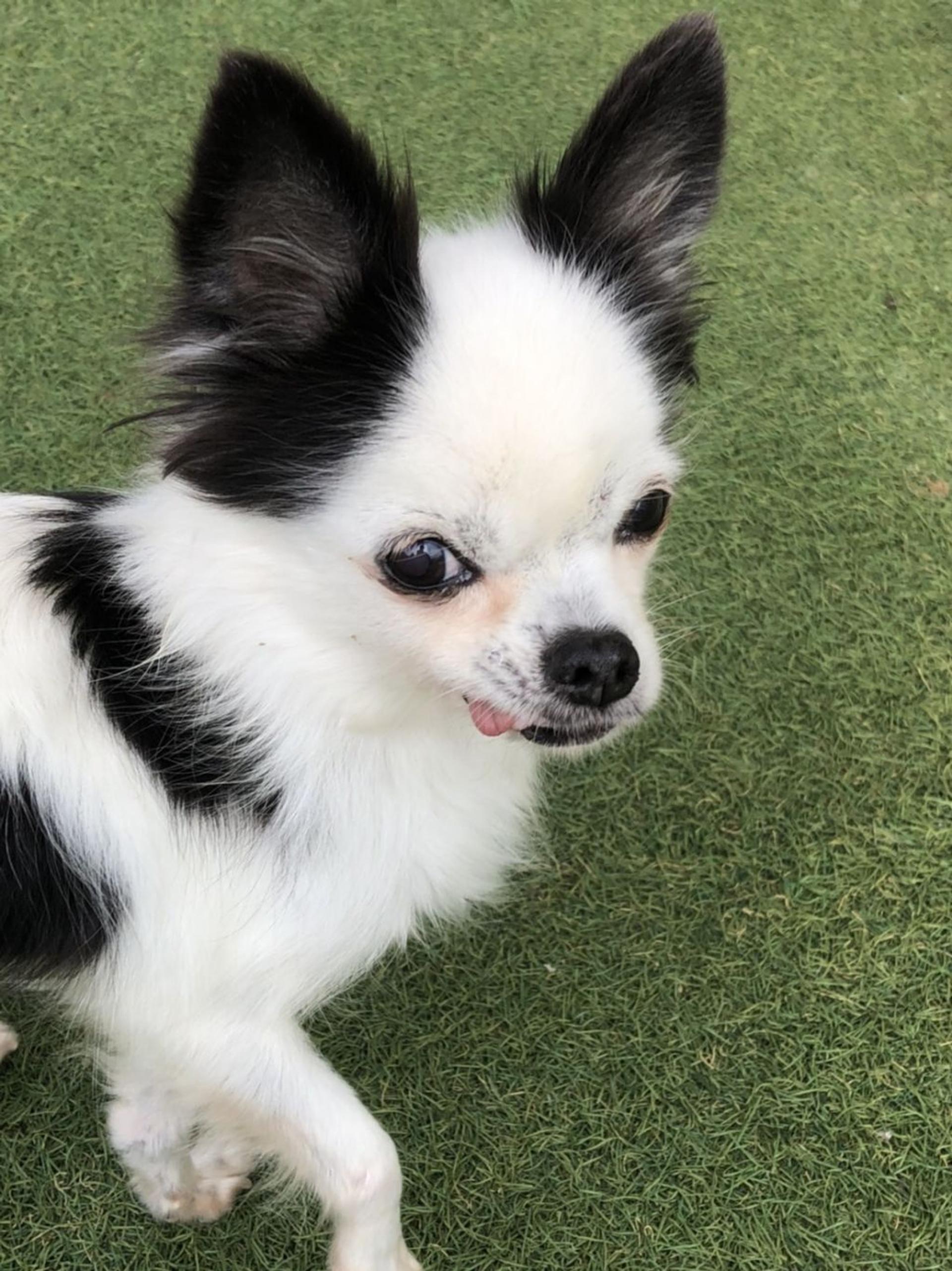 pet-image-3