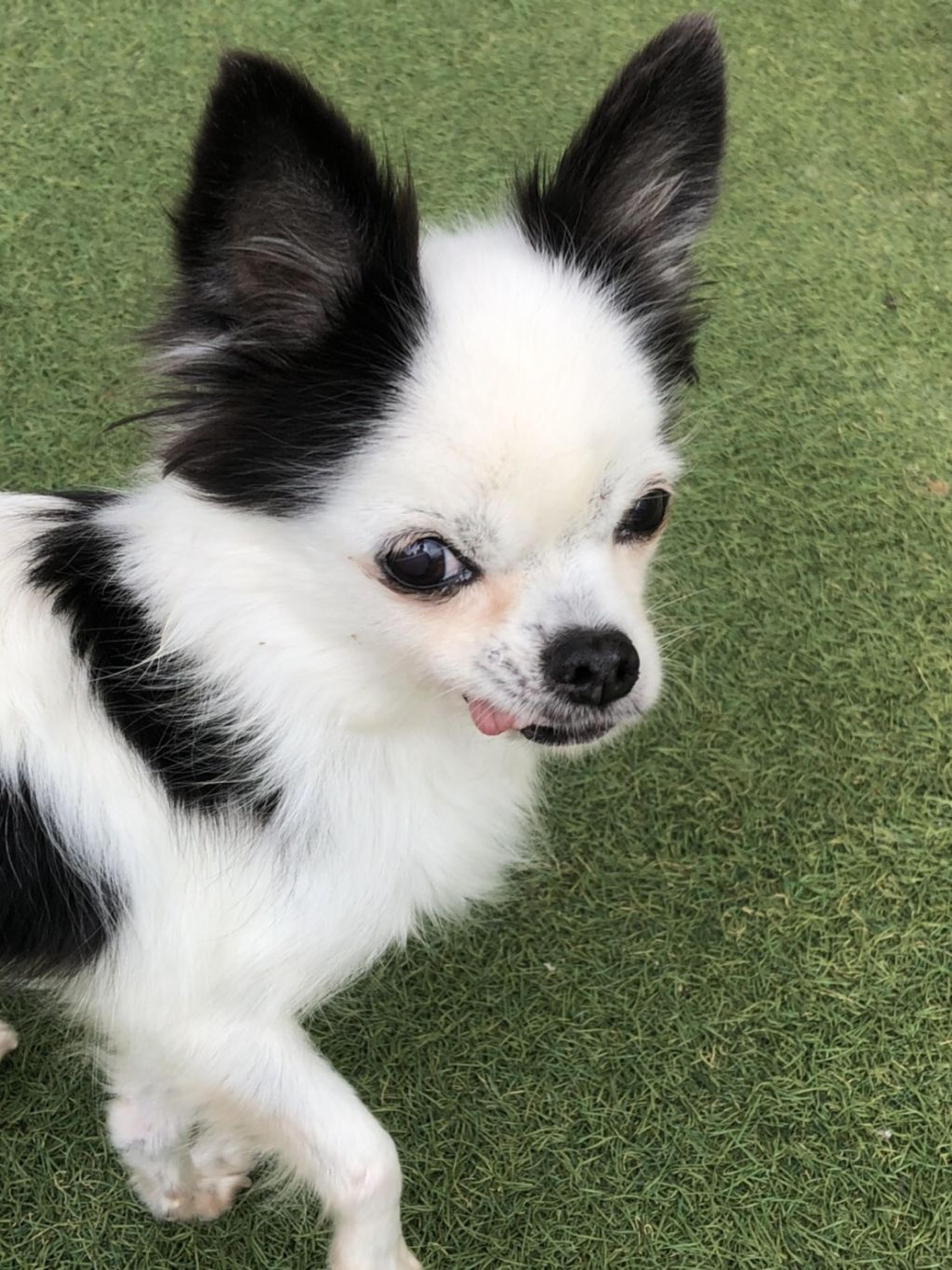 pet-image-3